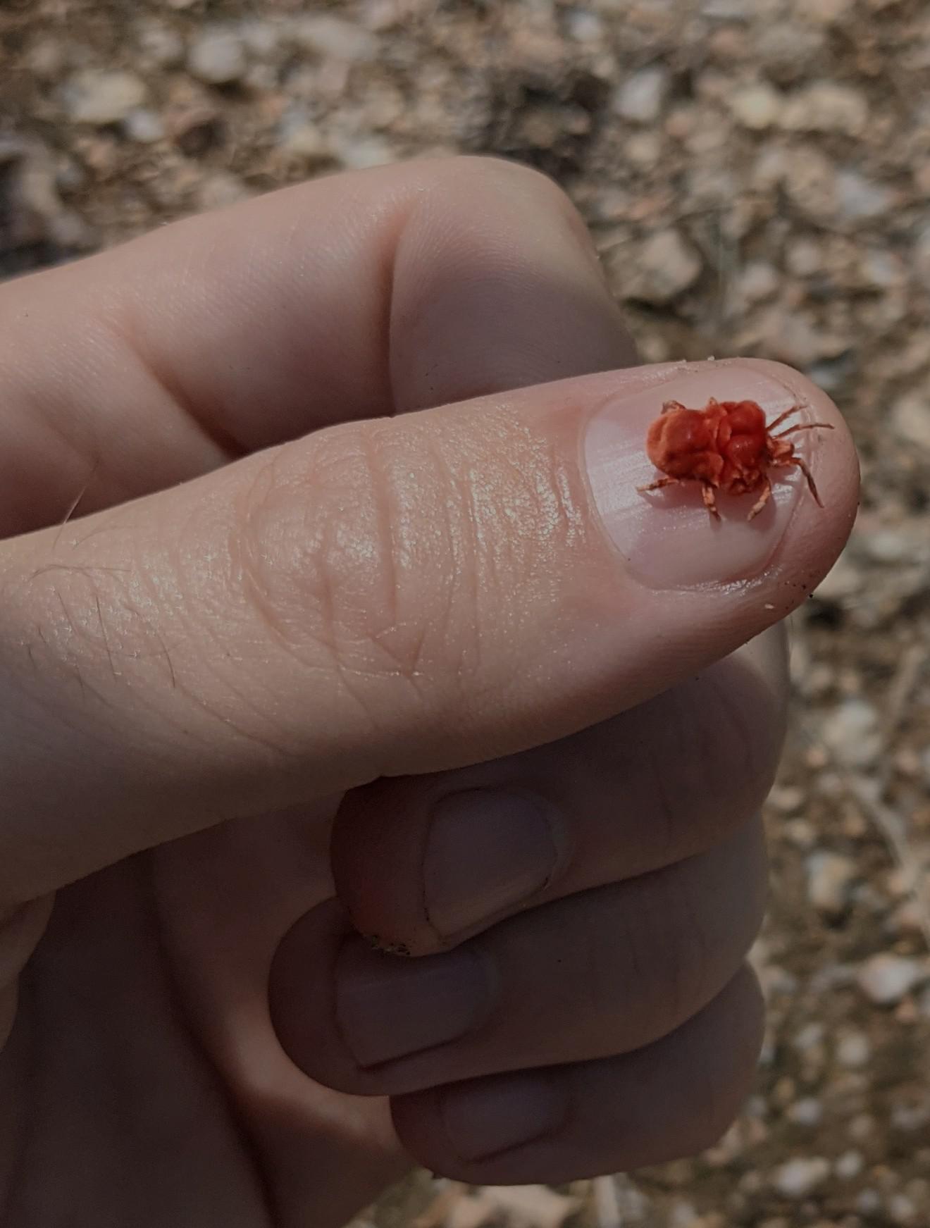 Giant velvet mite (Dinothrombium sp.) One of the largest mites on
