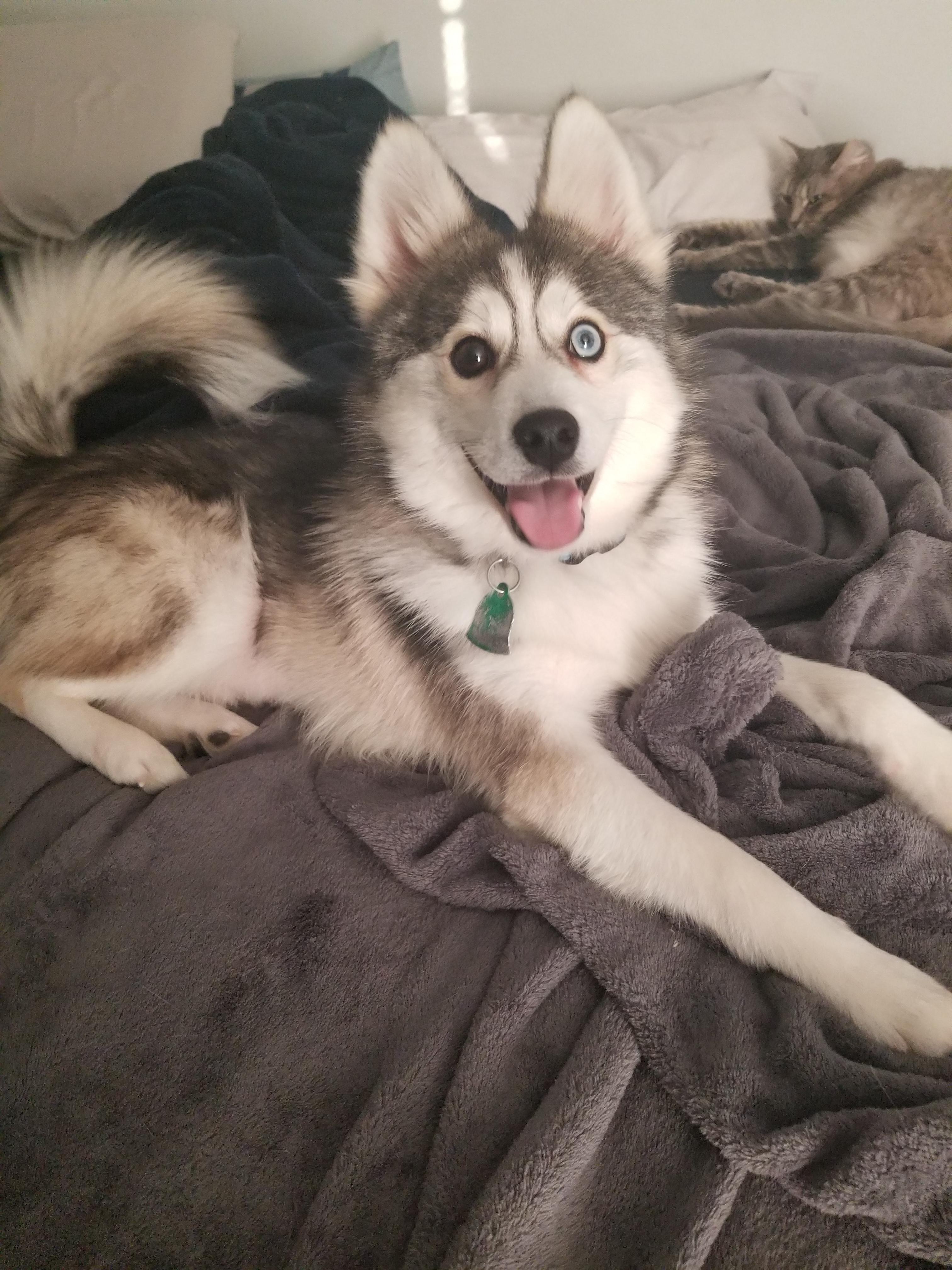 This is Phoenix, he's a Pomsky with Heterochromia. All of our neighbors