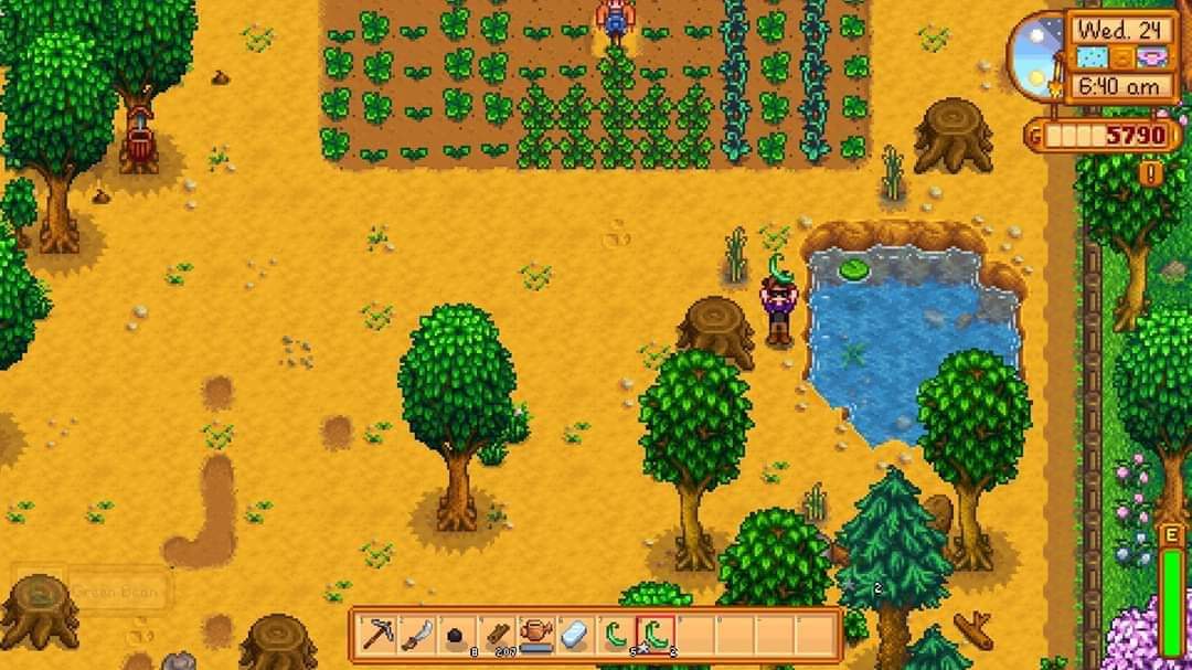 Rice Paddies do not need to be continuous in order to be watered. StardewValley