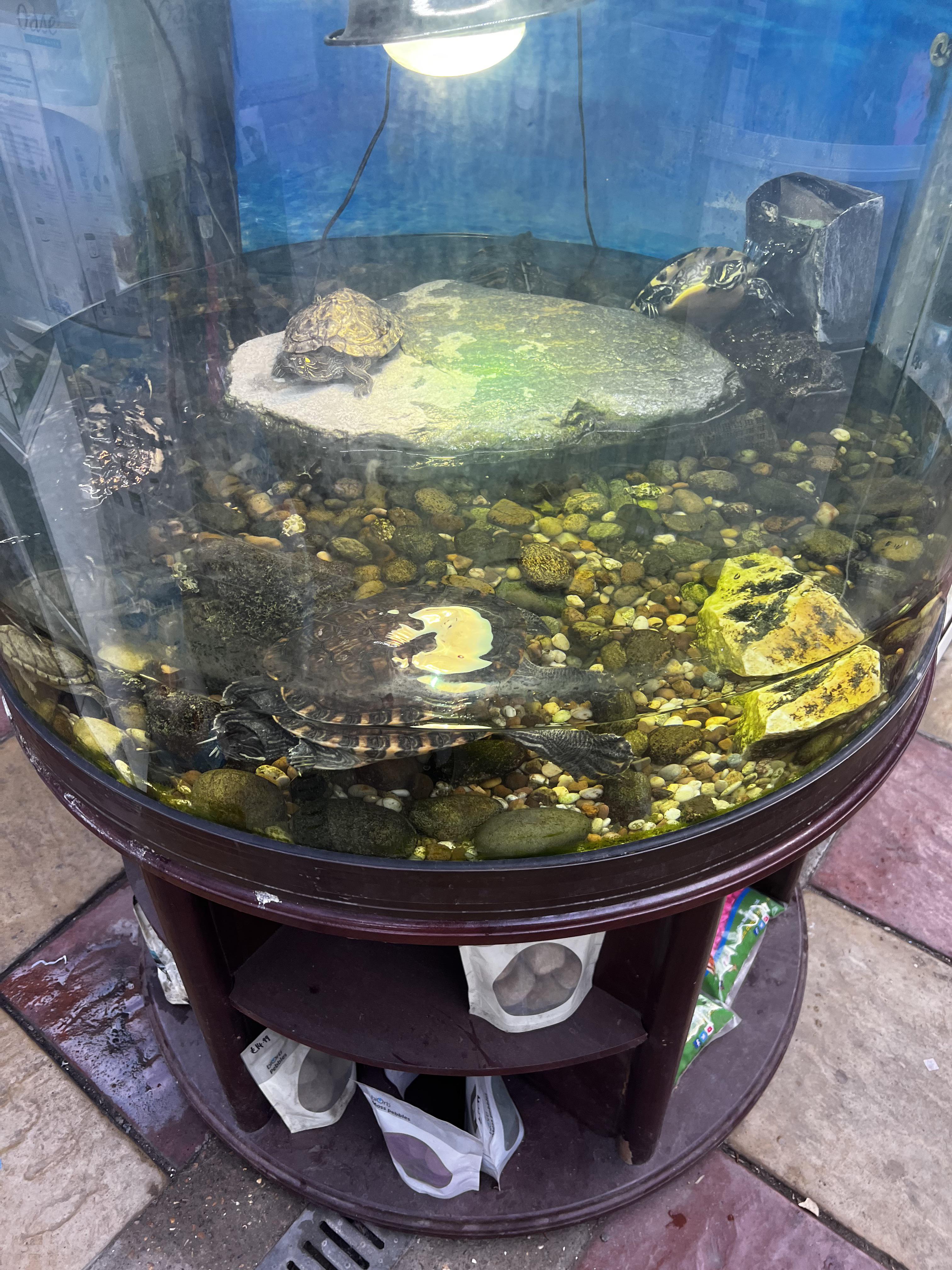 Found this at my Local fish store r/shittyaquariums