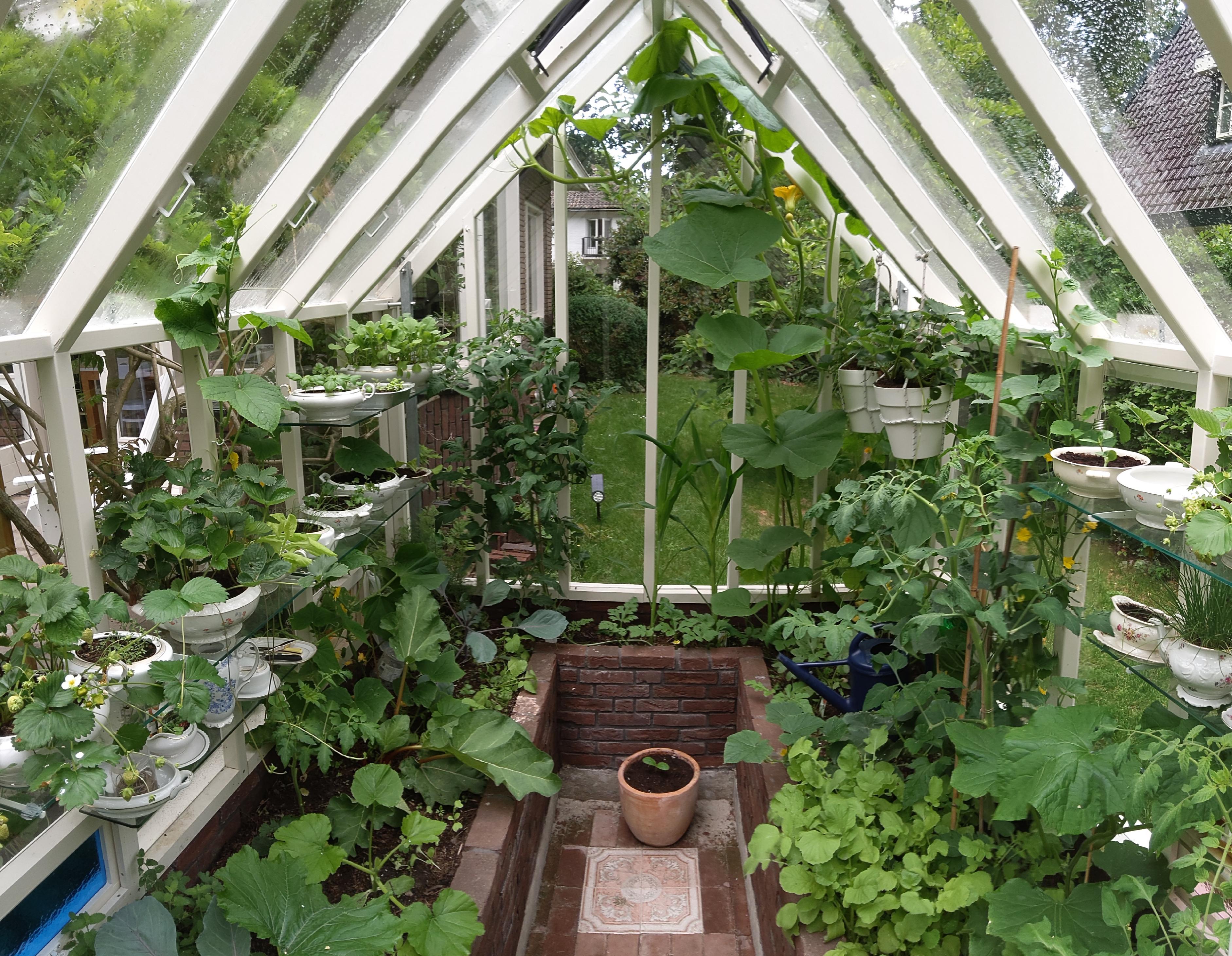 Greenhouse is 1 month finished... and to the jungle already 😃