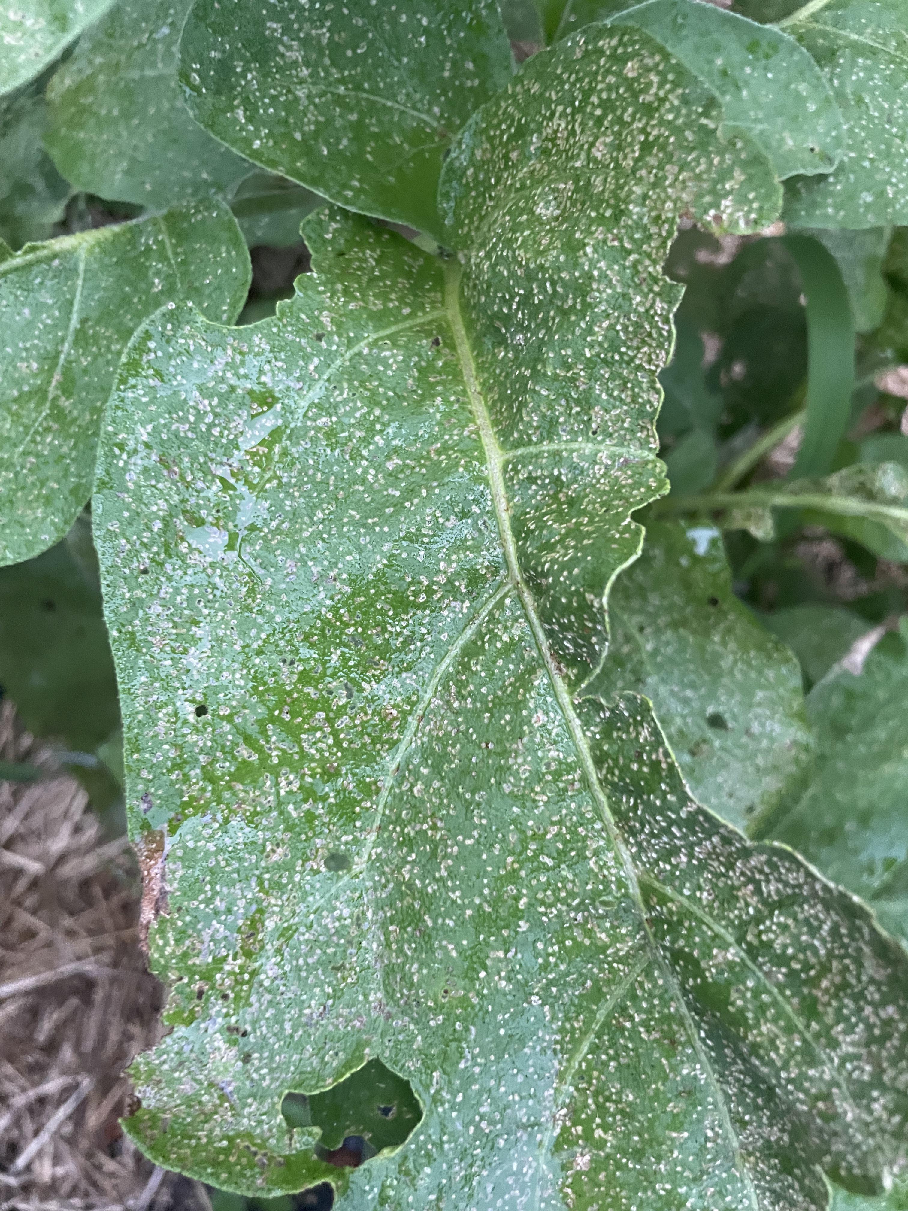 What pest is eating my eggplants in NC? They look awful 😢 r/gardening