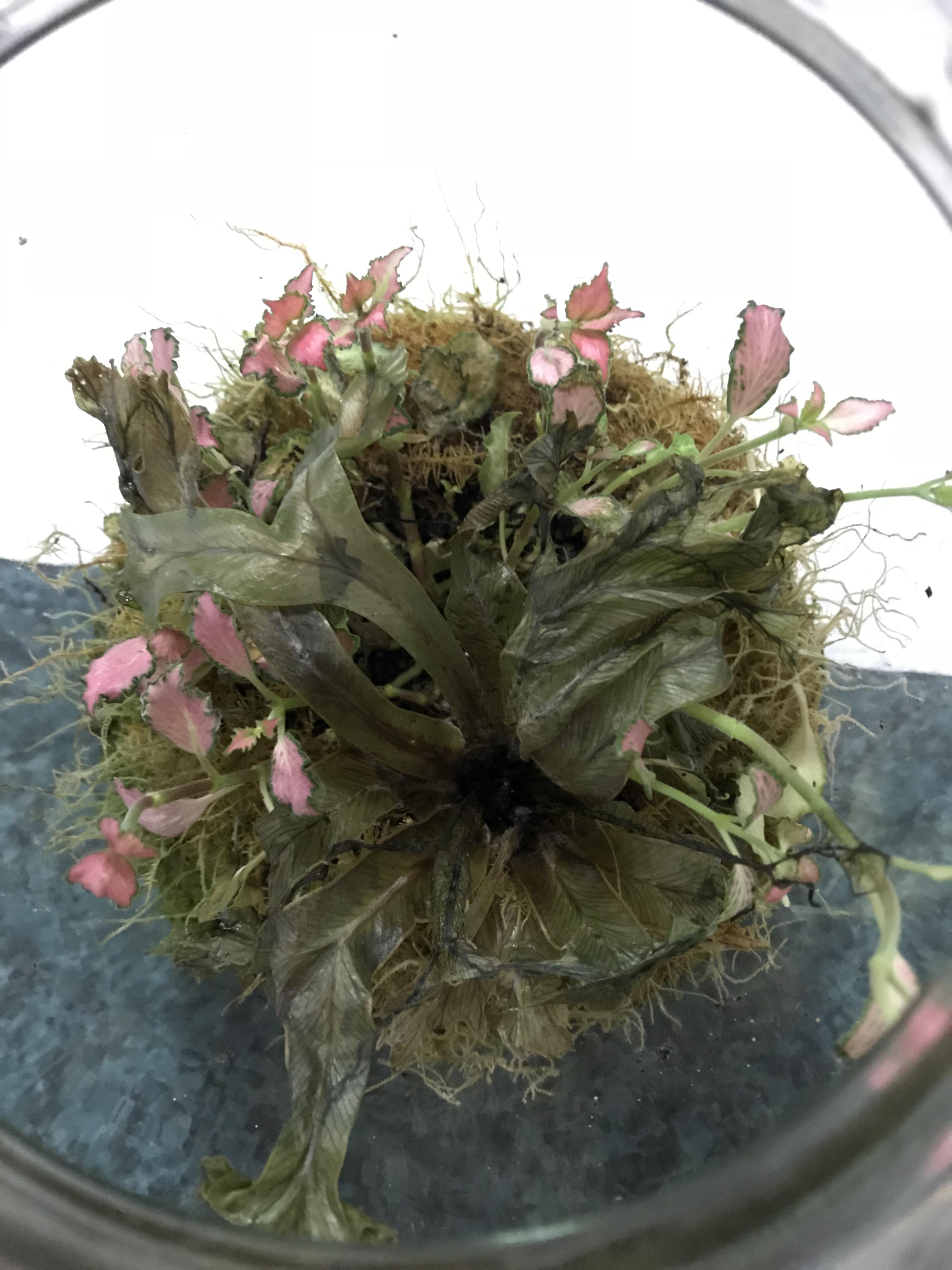 HALP! Dying terrarium (details inside) r/terrariums