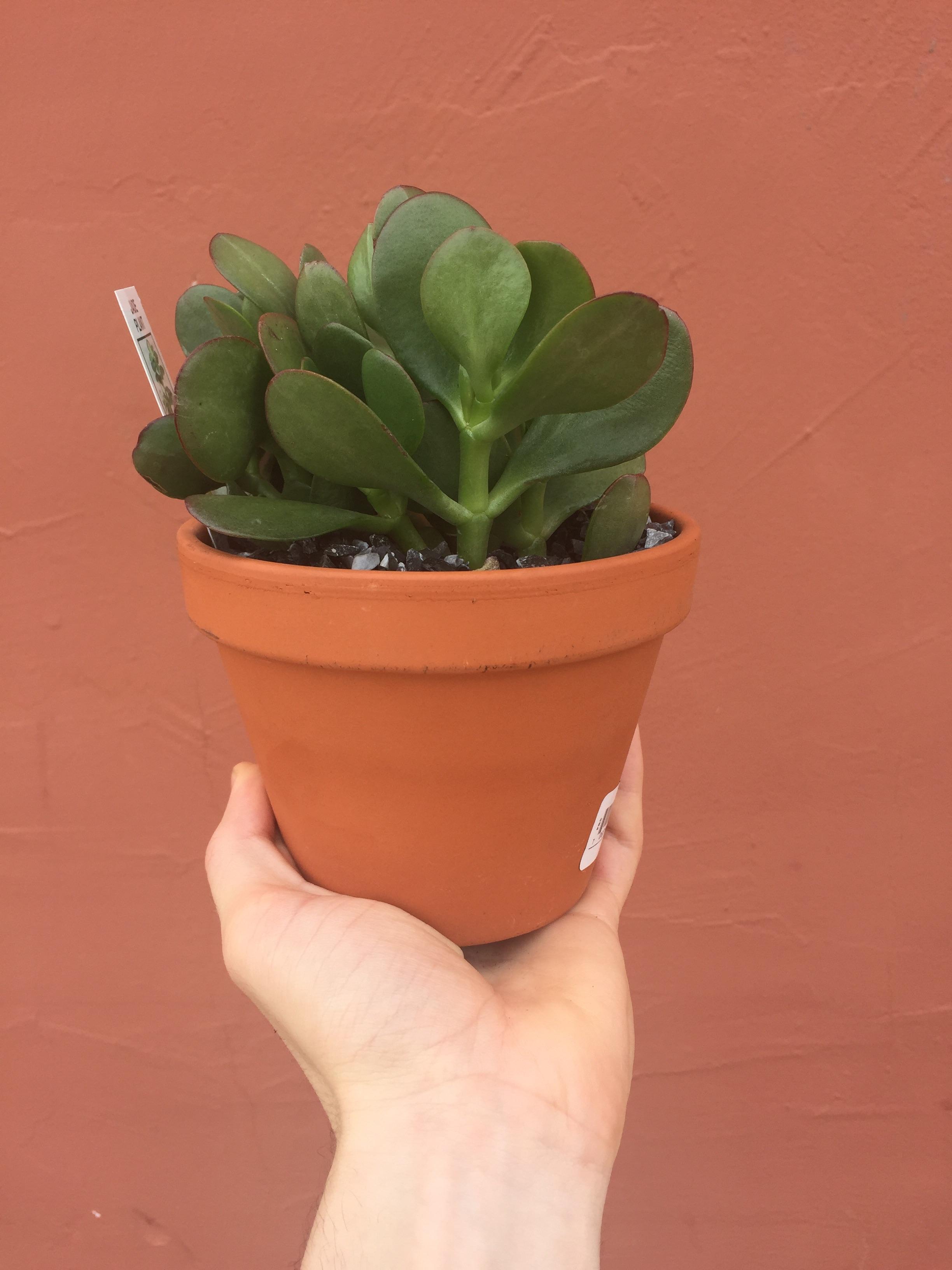 Been wanting a jade plant. Got this guy at Home Depot for 10 today. r/succulents