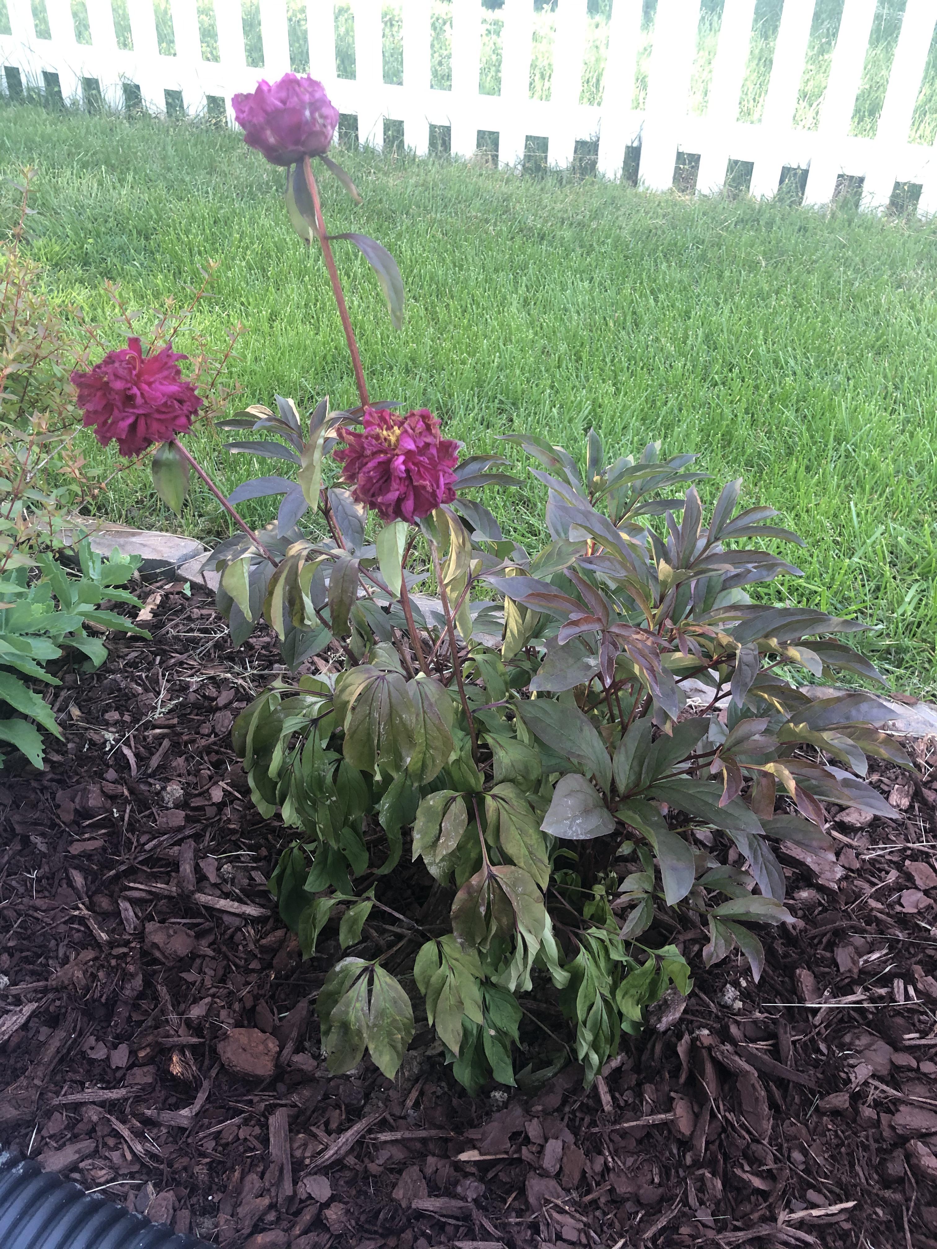 Peony Wilt On Half The Bush?!? r/gardening