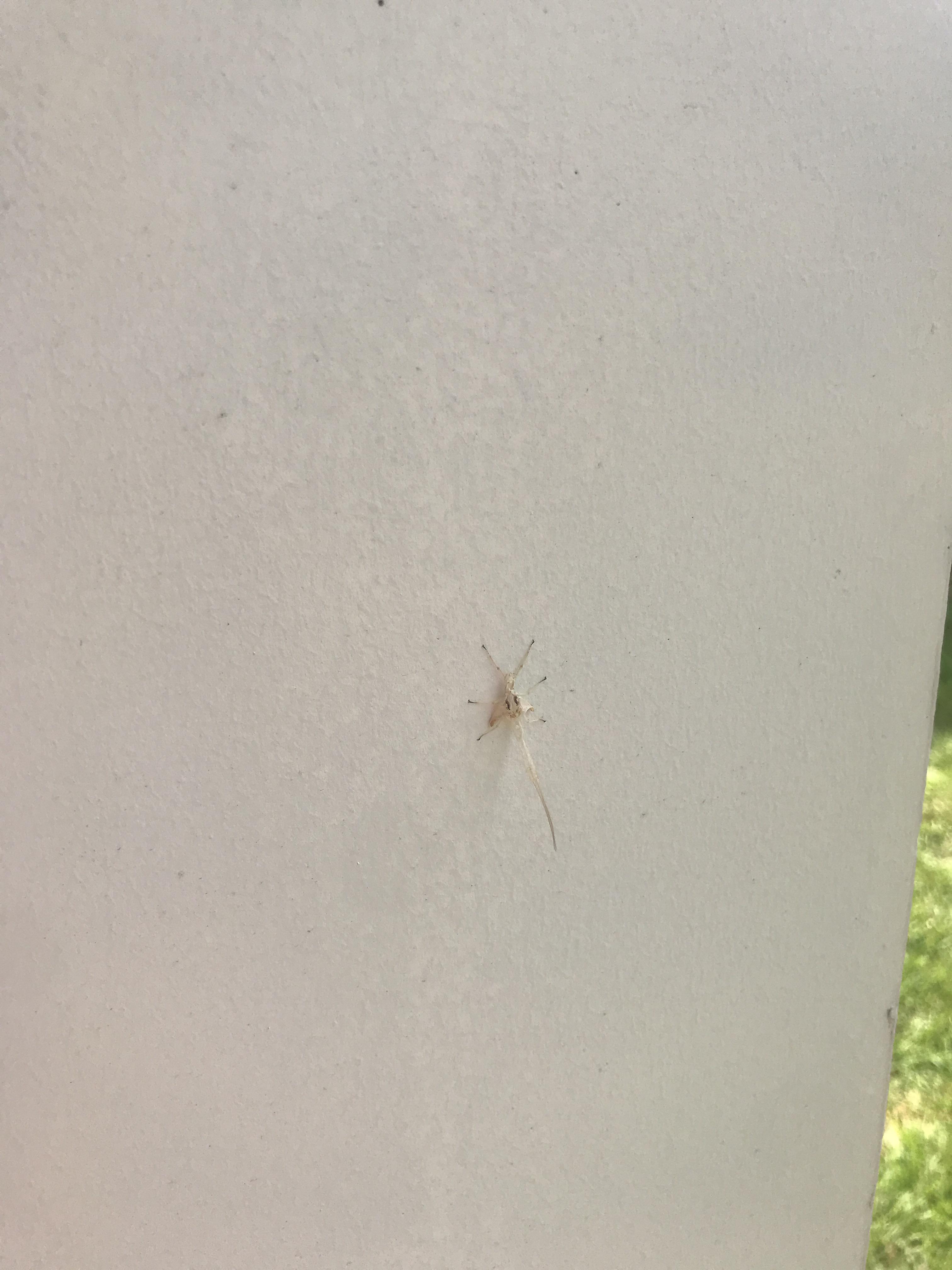 6 legged white creature bug with long antenna/trunk. PLEASE what is