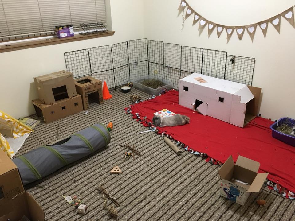 2 bedroom apartment = bunnies get their own room r/Rabbits