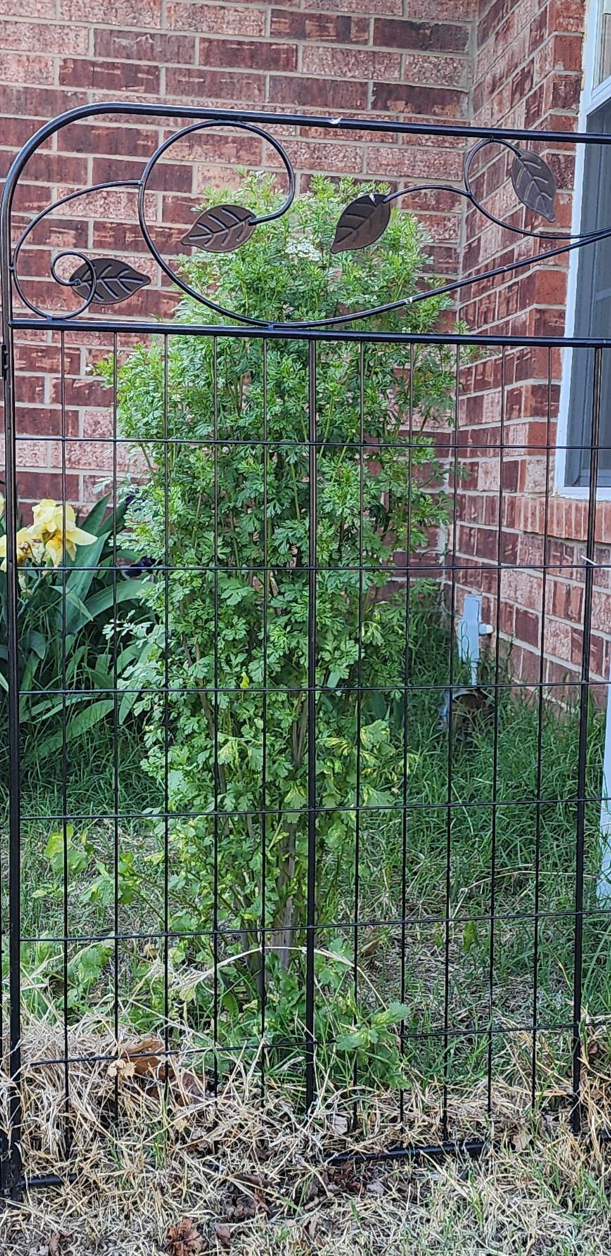 Why is my cilantro 3 feet (91cm) tall? r/gardening