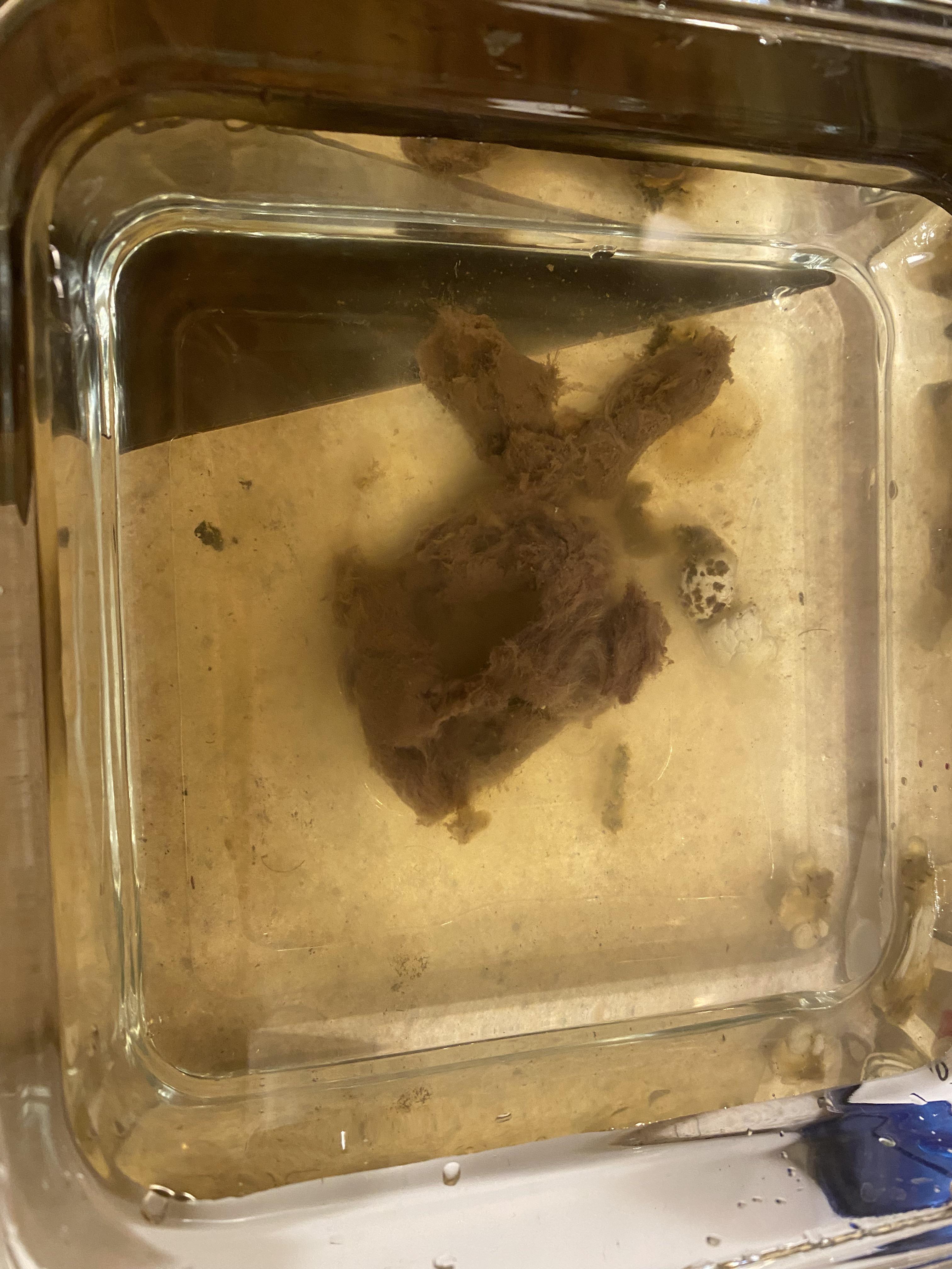 Constipation/ abnormal feces r/ballpython