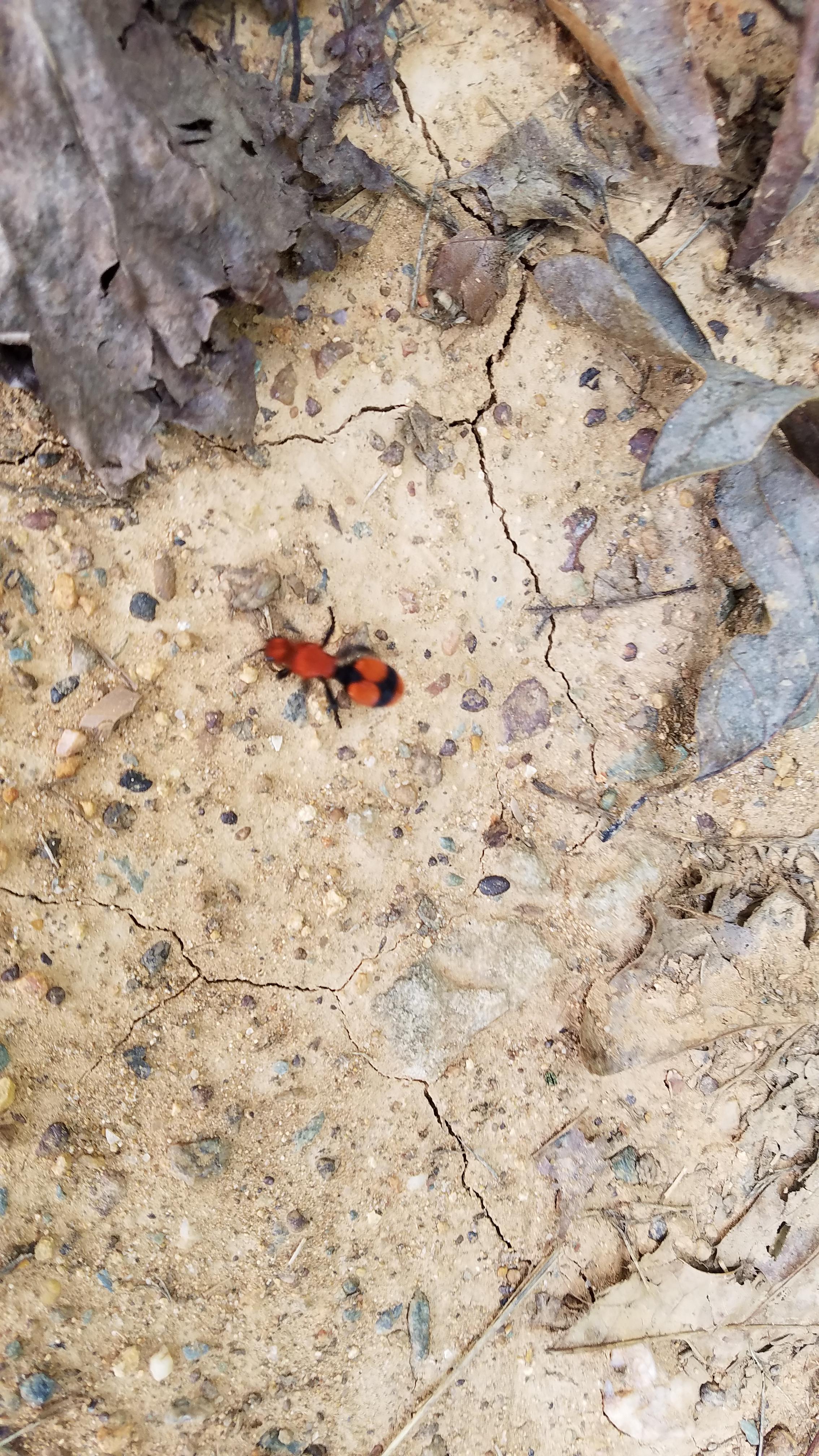 Saw this Halloween colored insect on the 1st of October mildlyinteresting