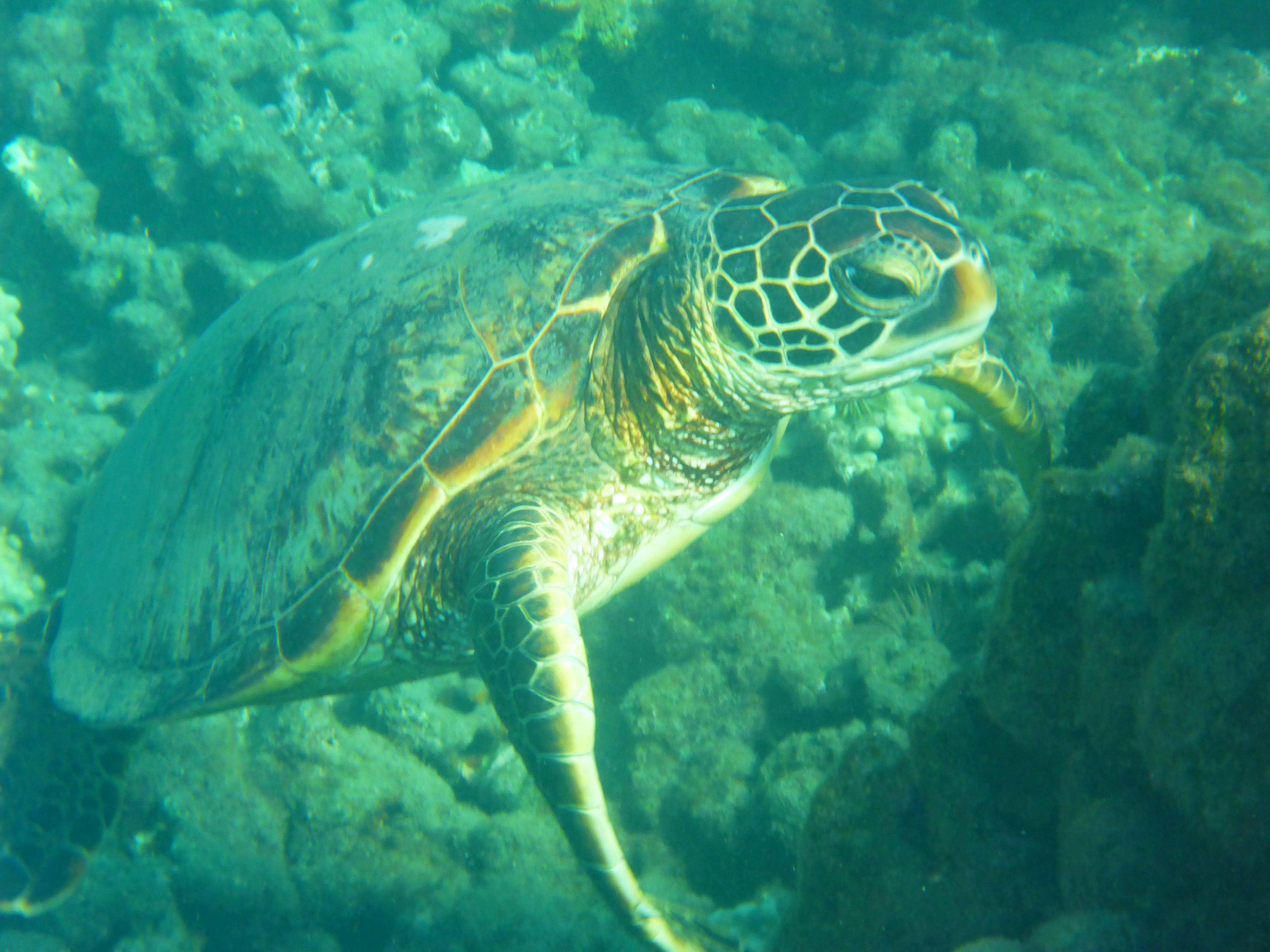 Made a new friend Snorkeling in Maui today. r/pic