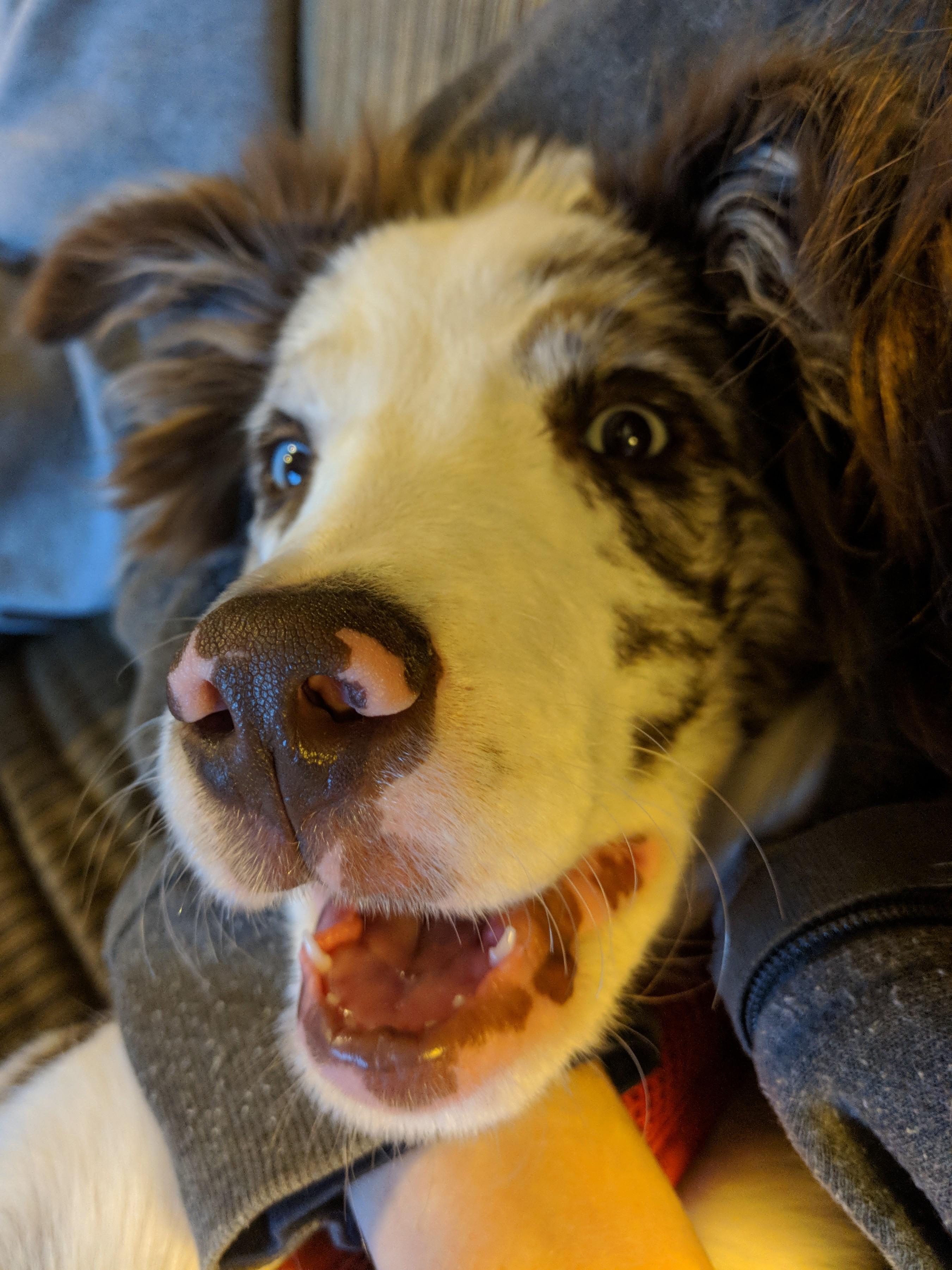 My inlaw's just got a new puppy and he always looks like he's grinning