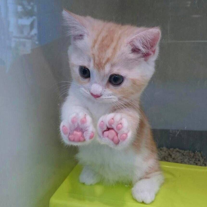 Jelly paws aww