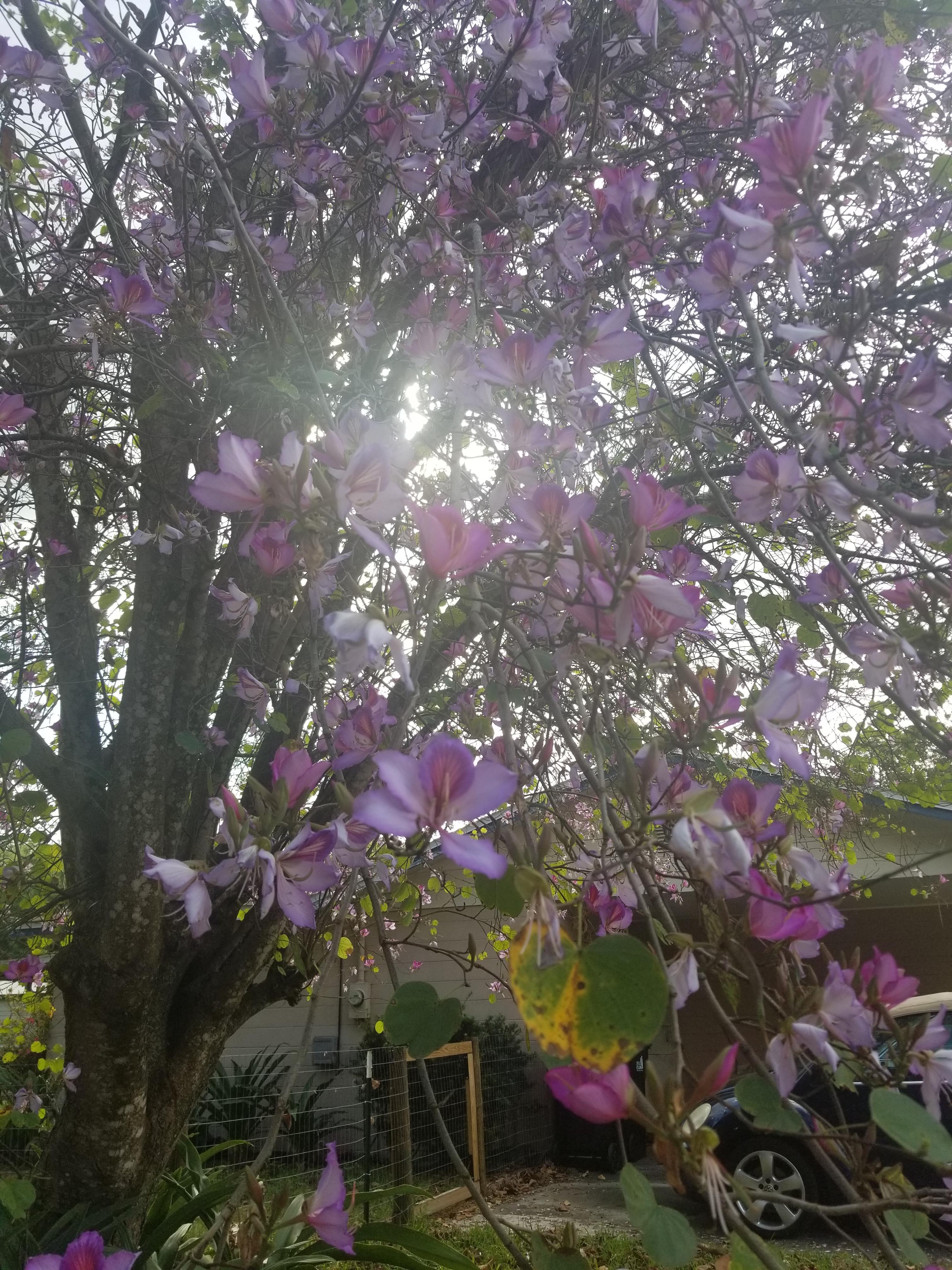 This tree with smelly flowers r/whatsthisplant
