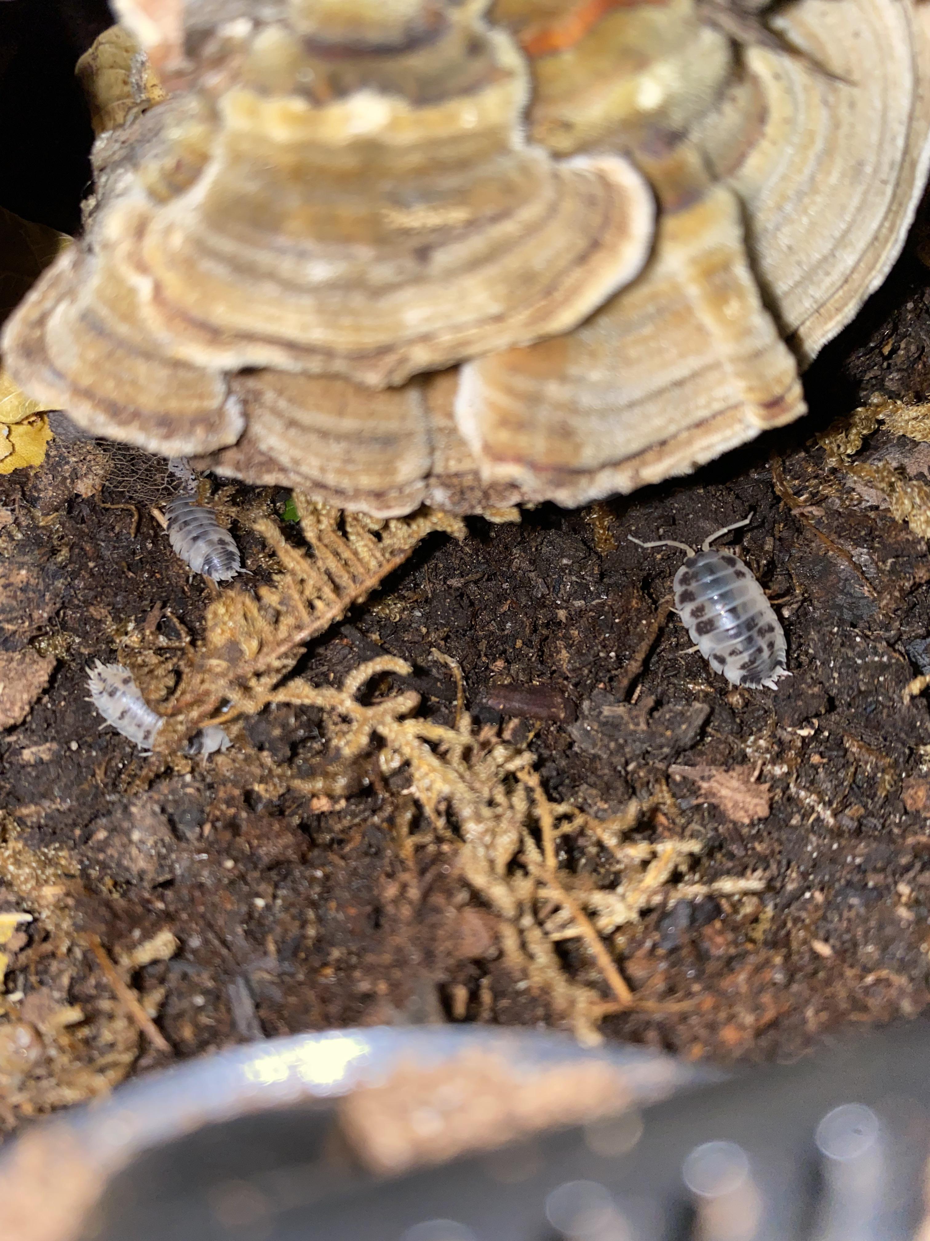 Picture for attention distilled water is impossible to get right now