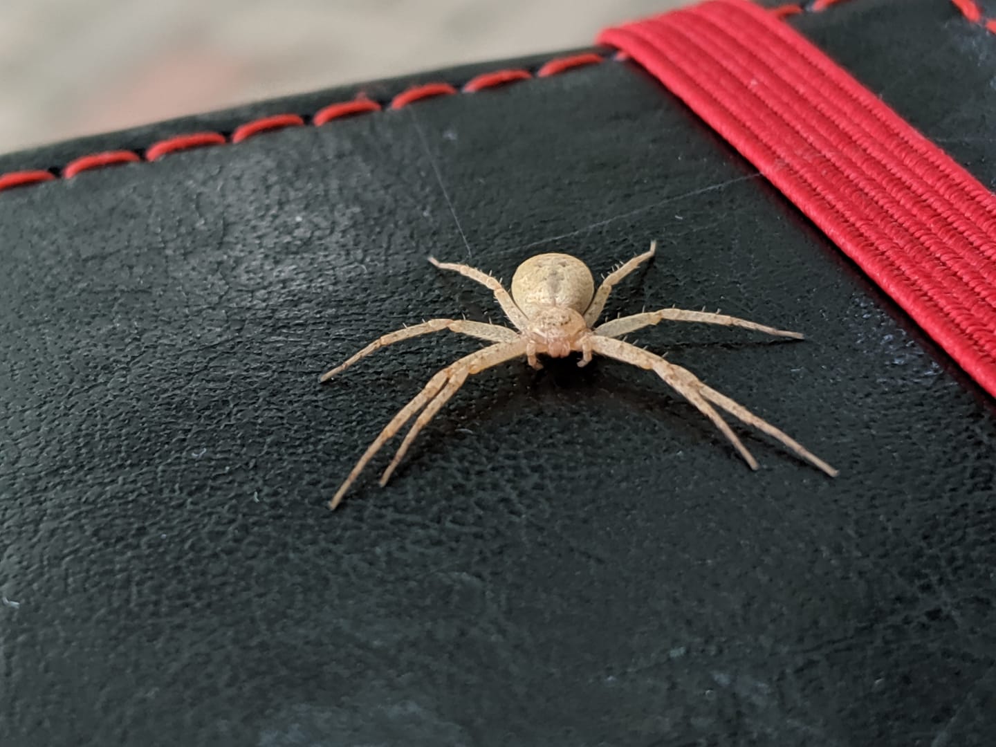 This cutie landed on my notebook this morning (Austin, TX, USA