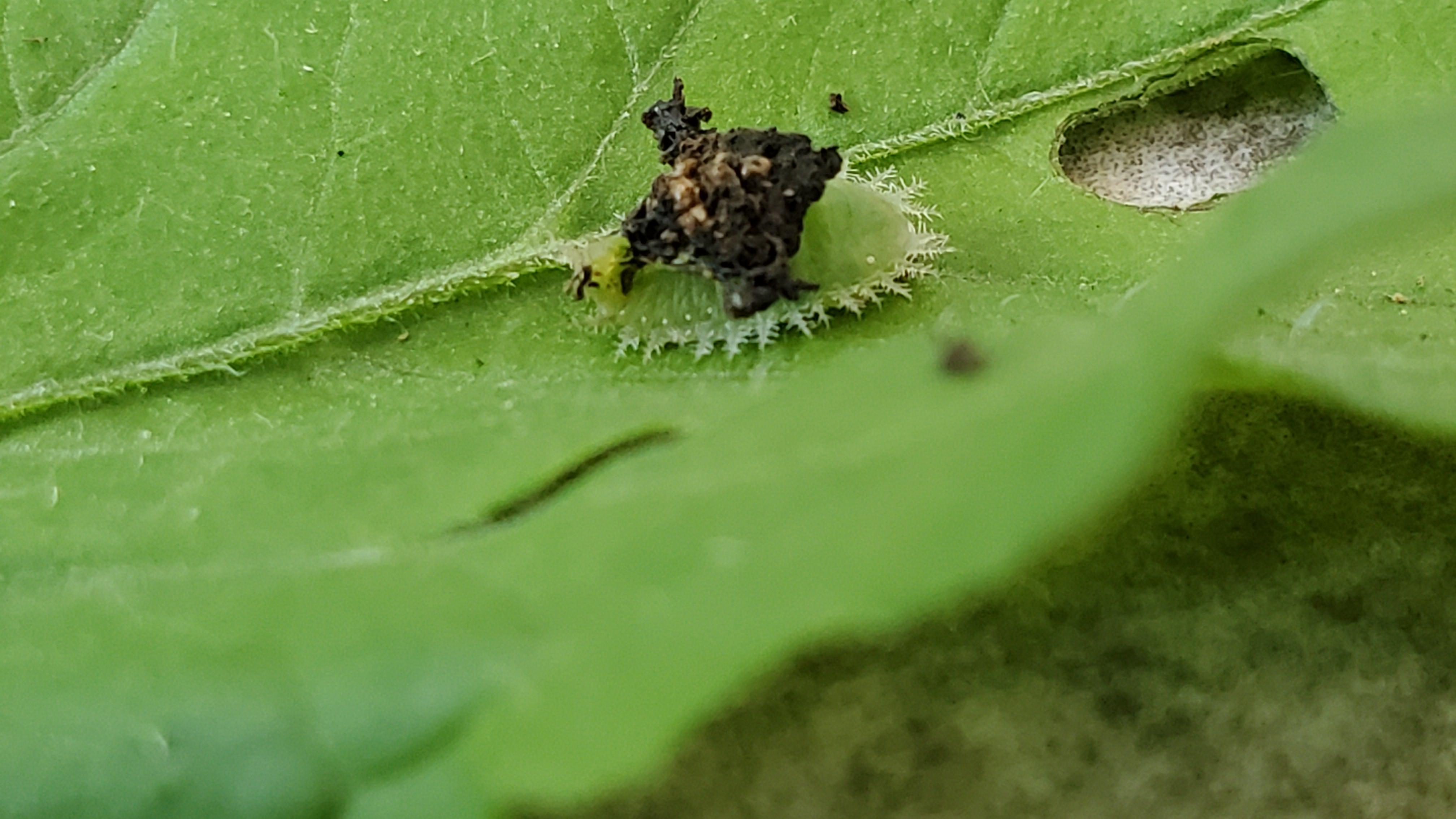 NJ What is this bug eating my tomato plants? r/whatsthisbug