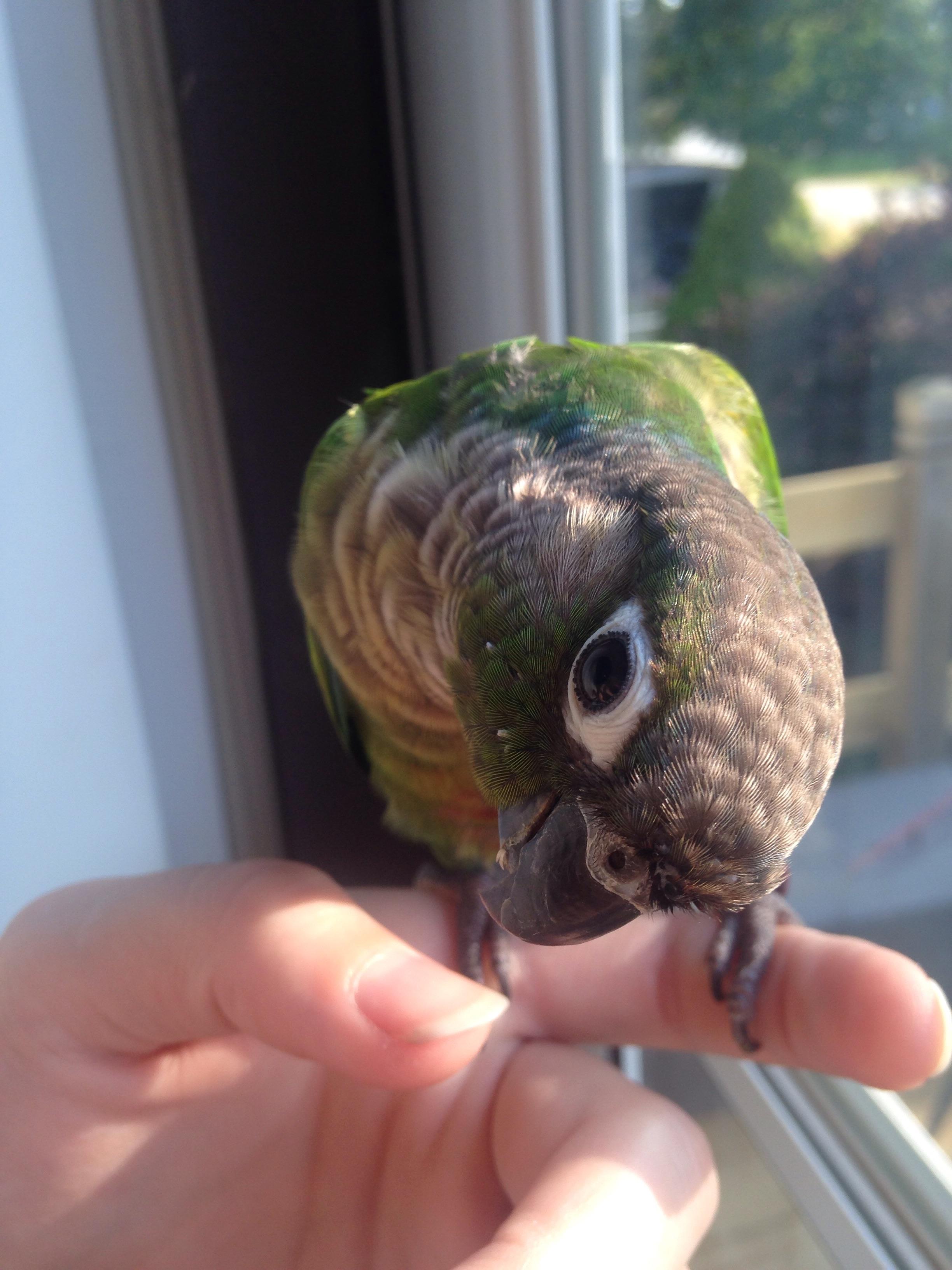 Green cheek conure nare looks a little dry/crusty? r/parrots