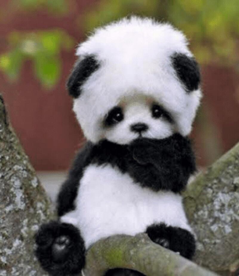 Cutest thing ever r/aww