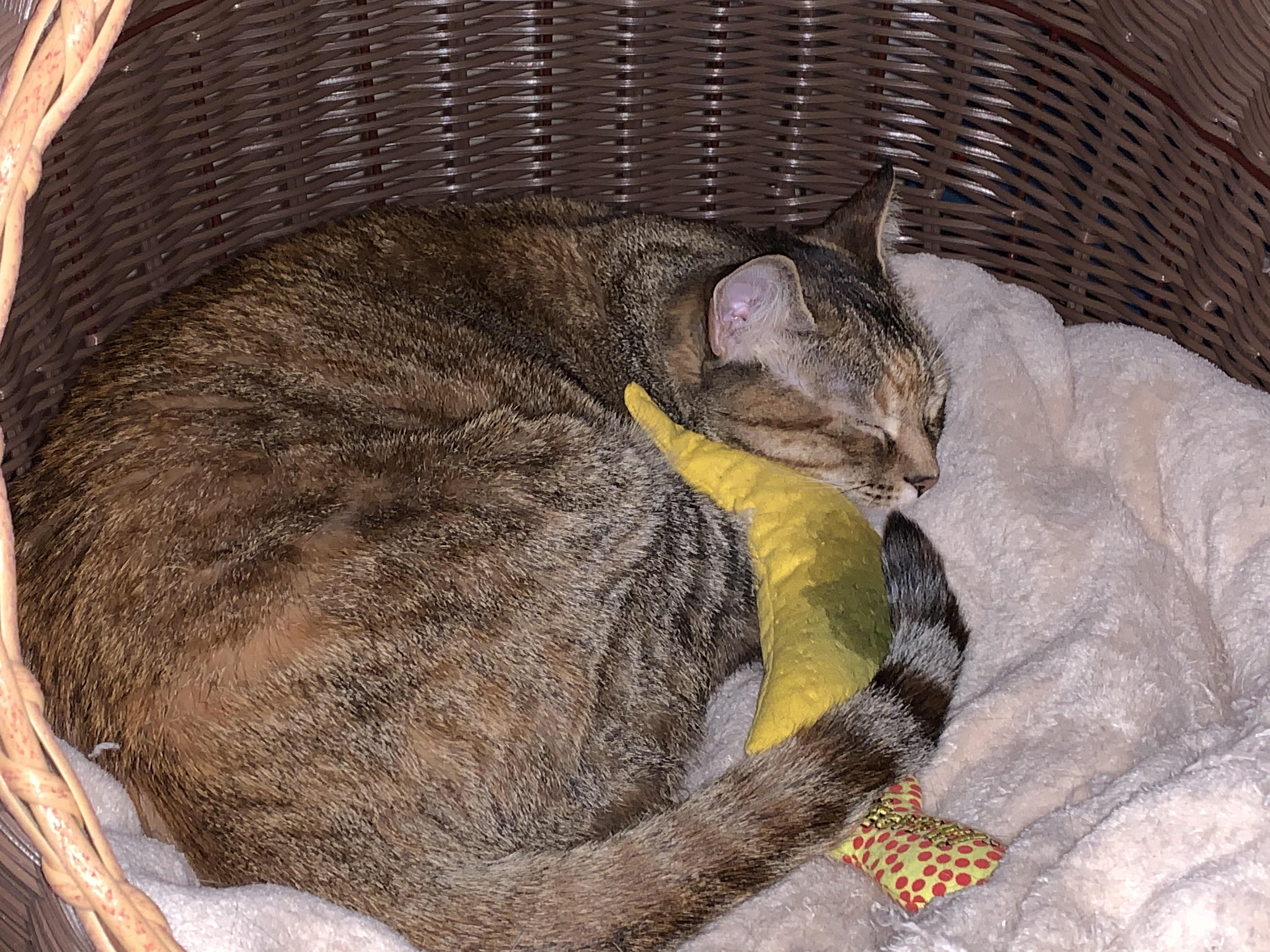 Can someone remove the stain from my cat’s favorite banana and just do