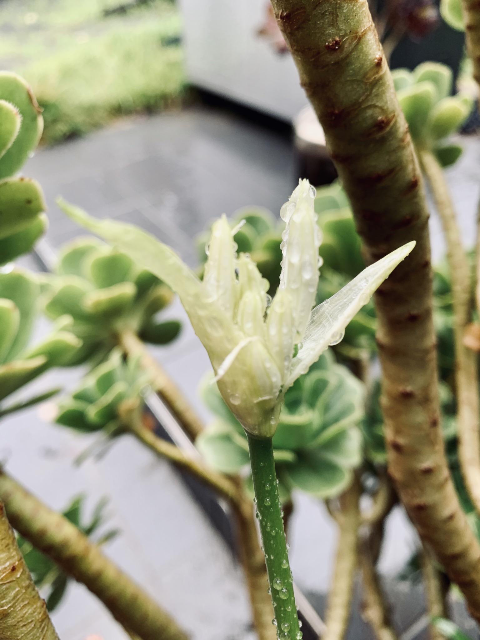 Flowers from Lockdown r/flowers