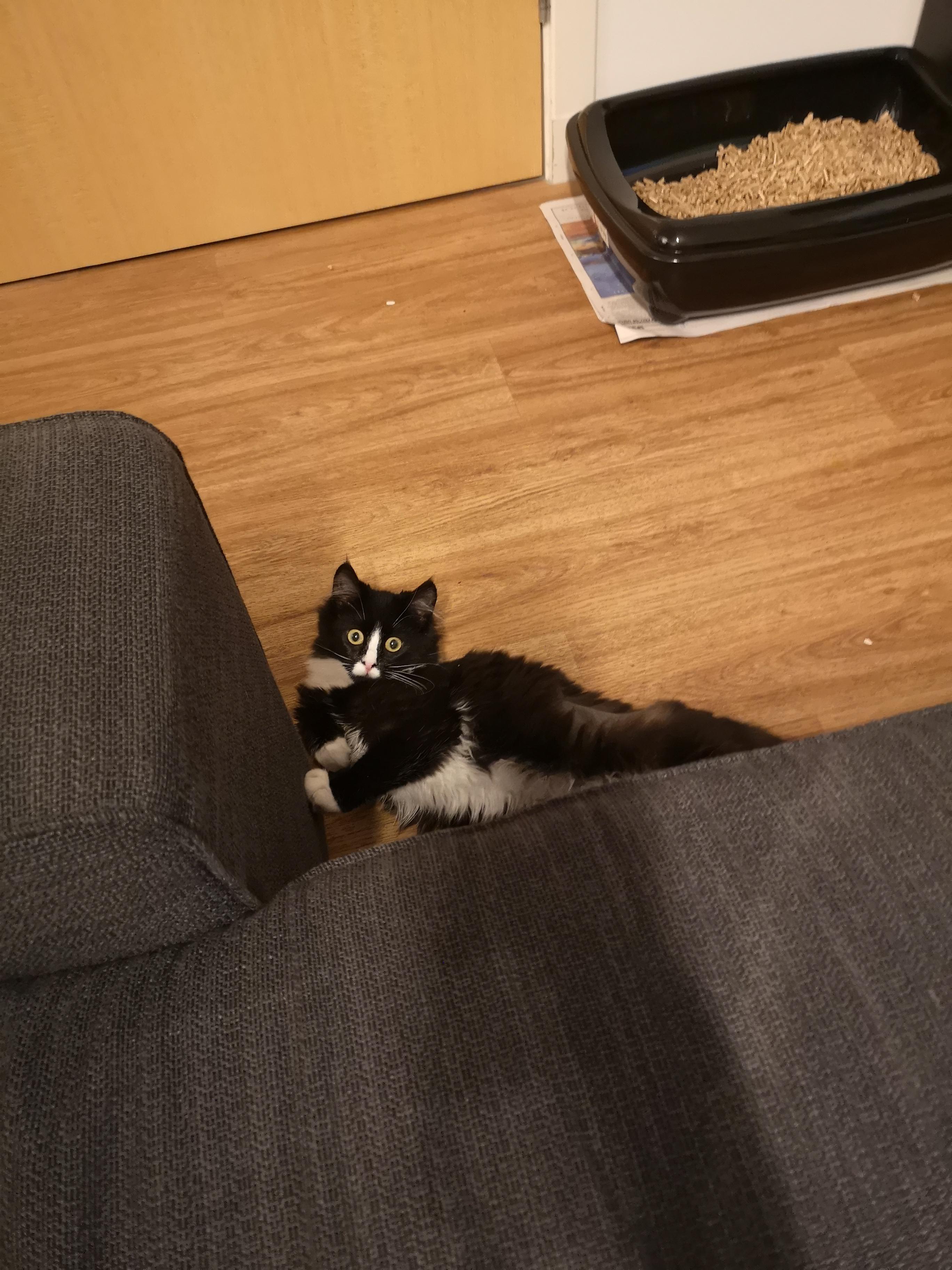 Please name my new kitten! r/NameThisThing