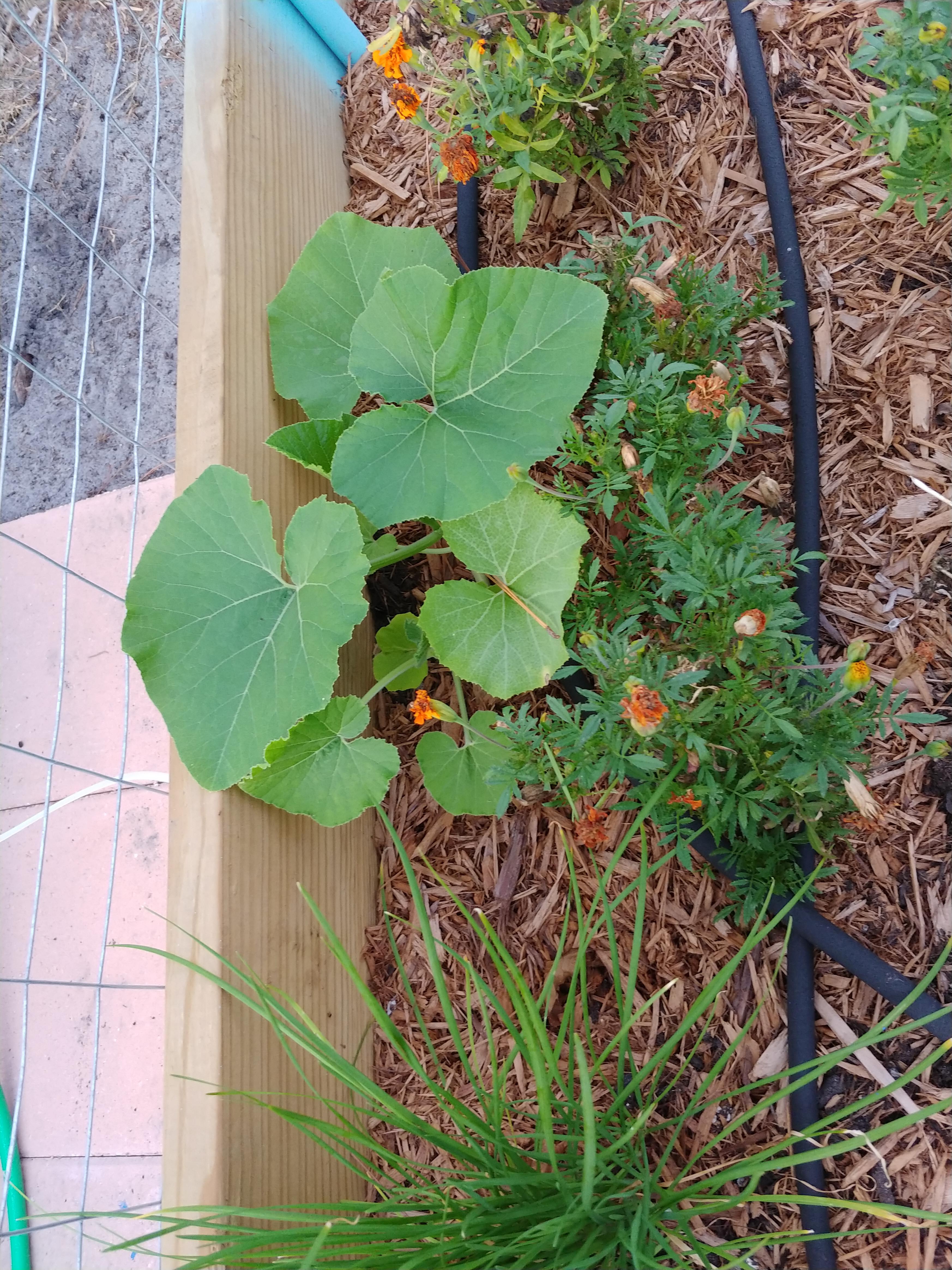Look at my baby jarrahdale pumpkin! 🤗 r/gardening