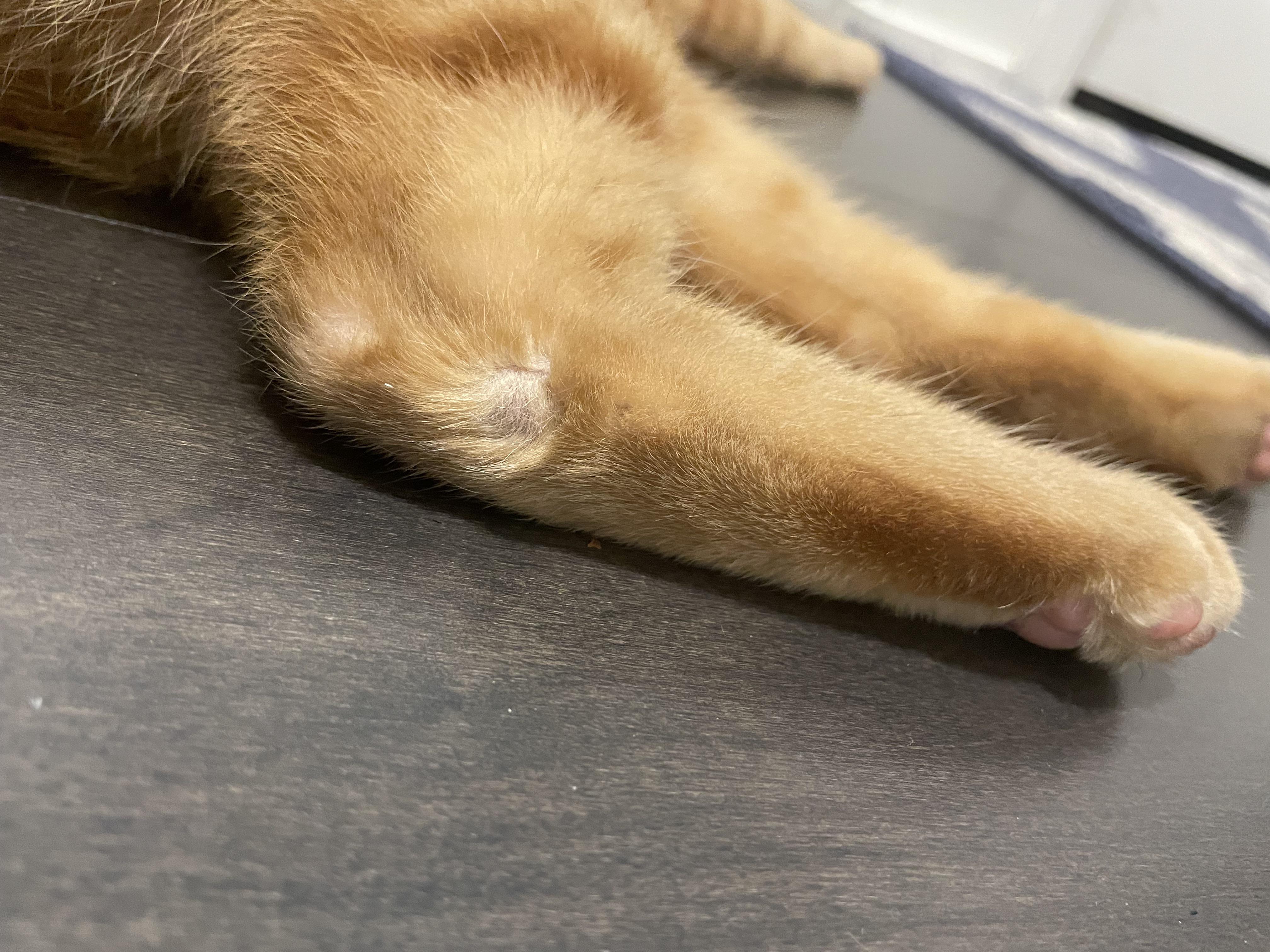 What is this on my cats back leg? r/vet