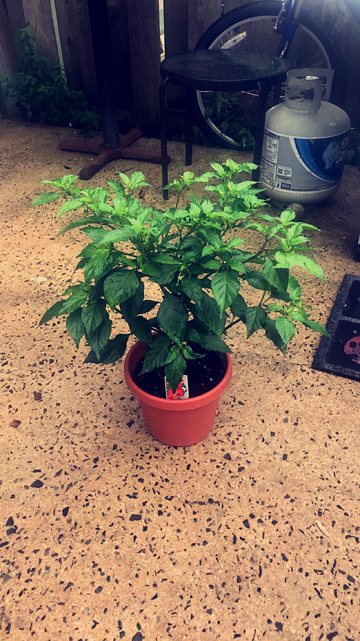 Carolina reaper pepper plants for sale miamilopers