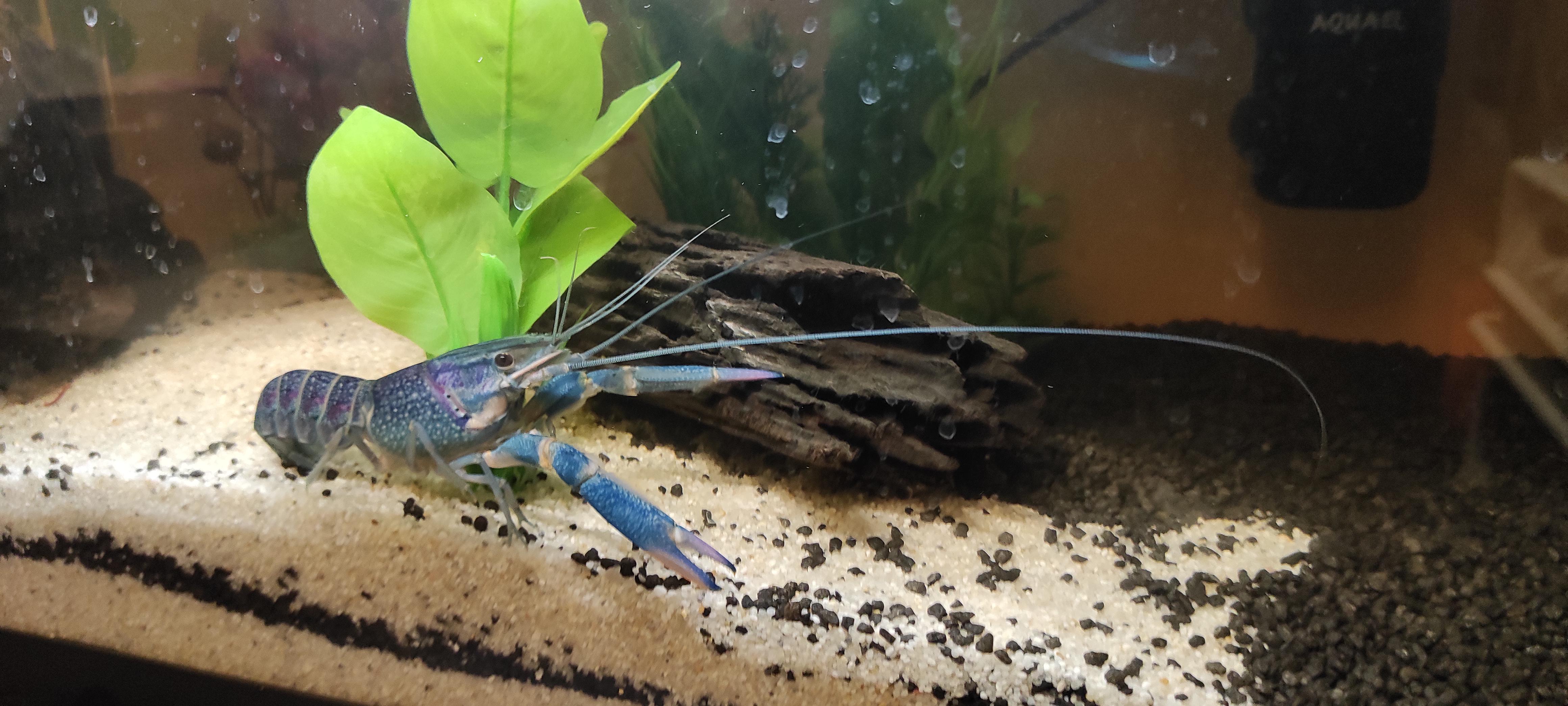 Why are the antennae so looooong?! r/Crayfish