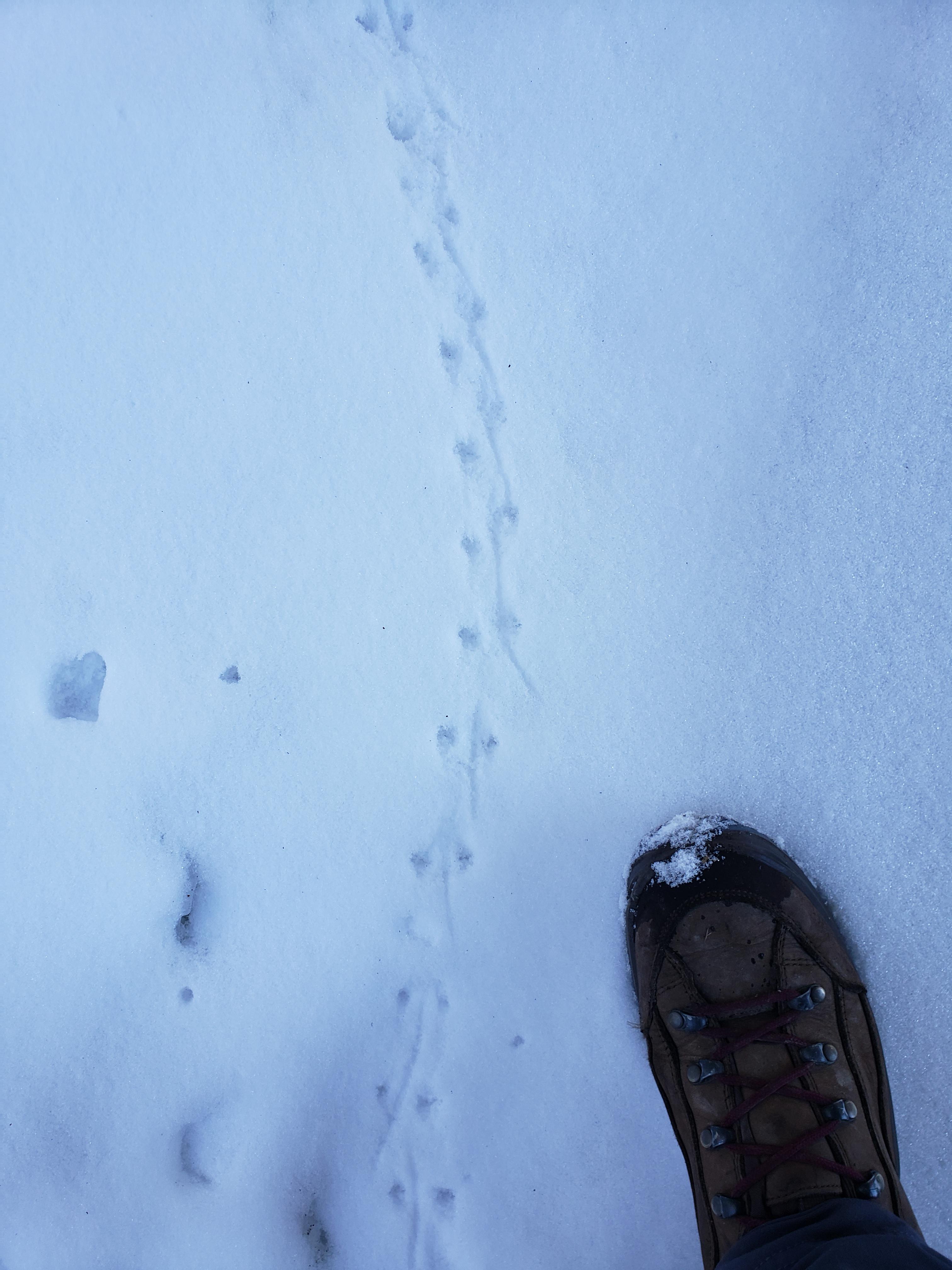 Mouse tracks in the fresh snow! r/mildlyinteresting