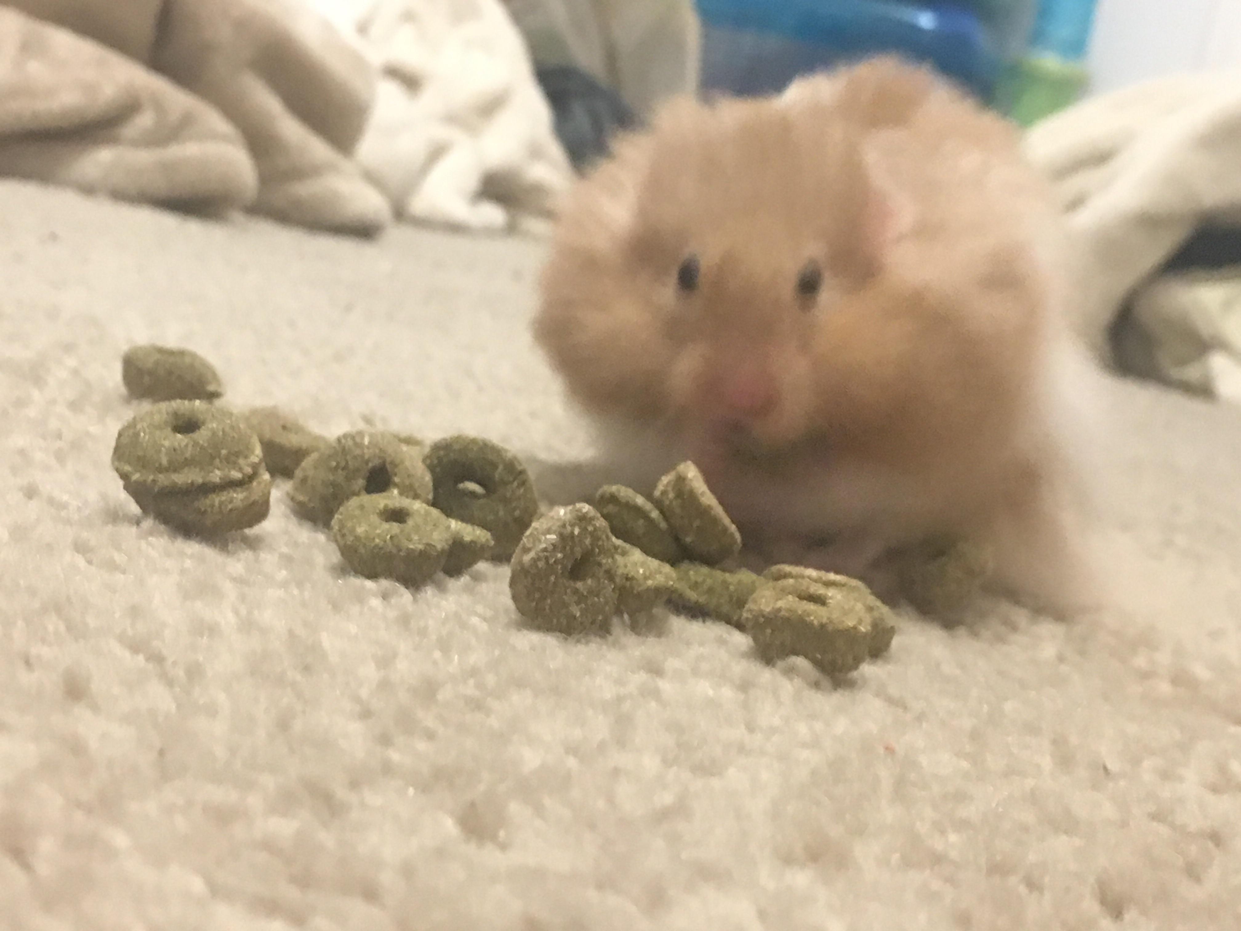 Toffee died last night in his sleep, and he was only six months old