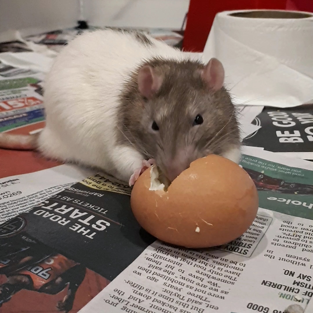 THIS ORB SMELLS LIKE FARTS!! BRING ME ANOTHER 20 r/RATS