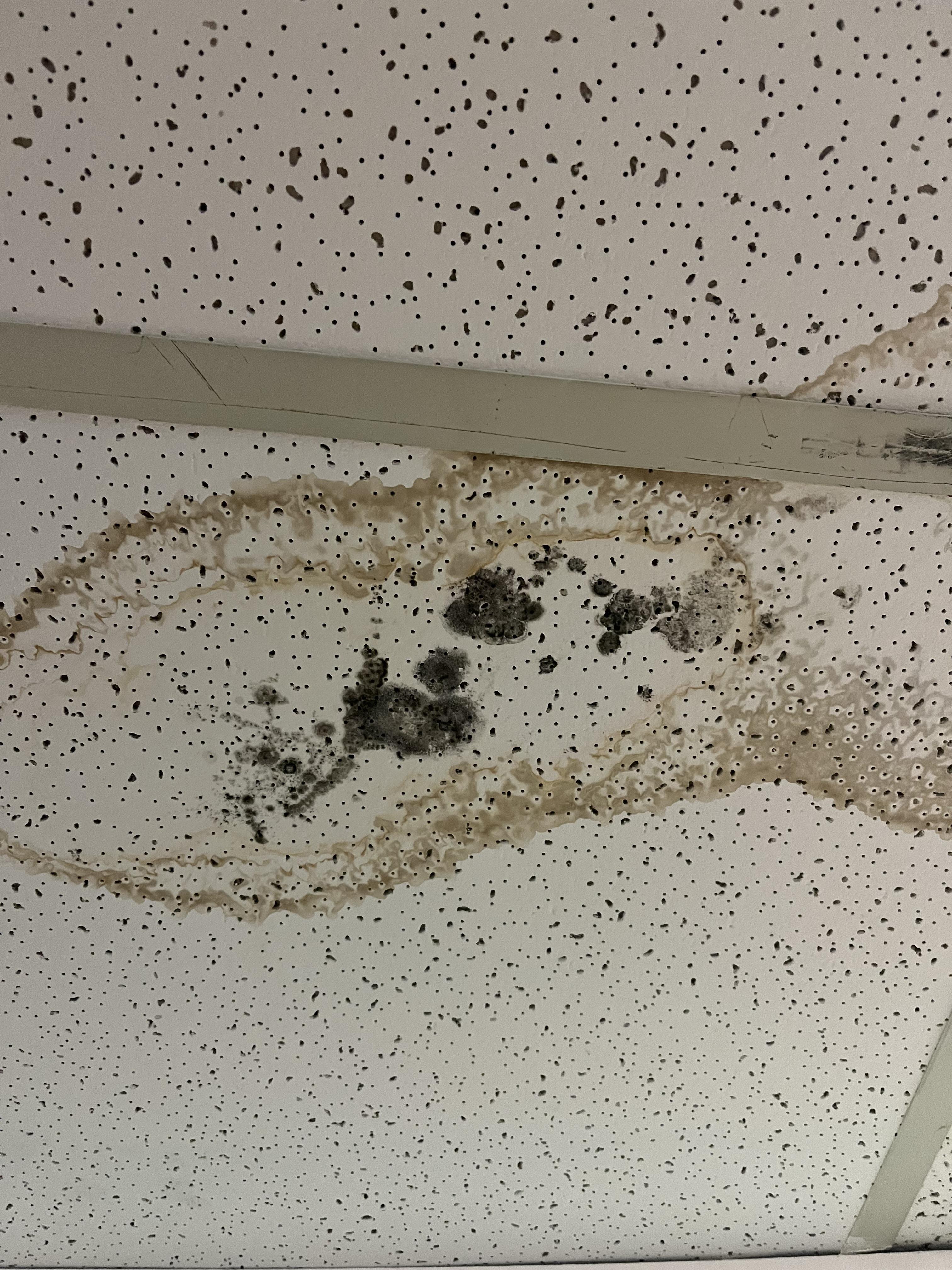 Is this mold dangerous to be around/inhale? Saw it at my gym the other