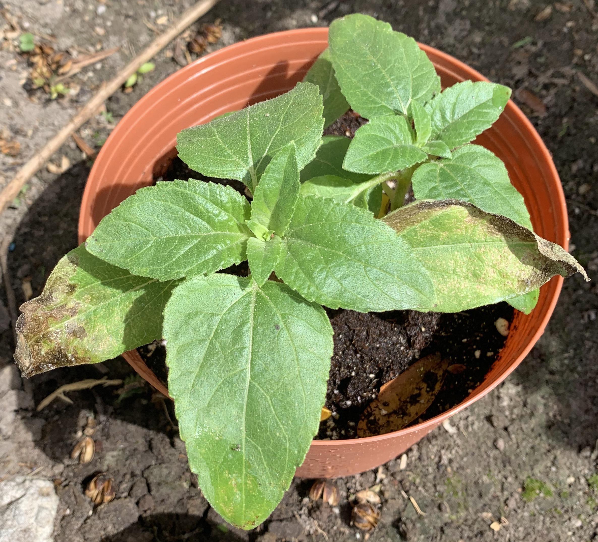 Why are these leaves dying? My sunflower has been growing so nicely