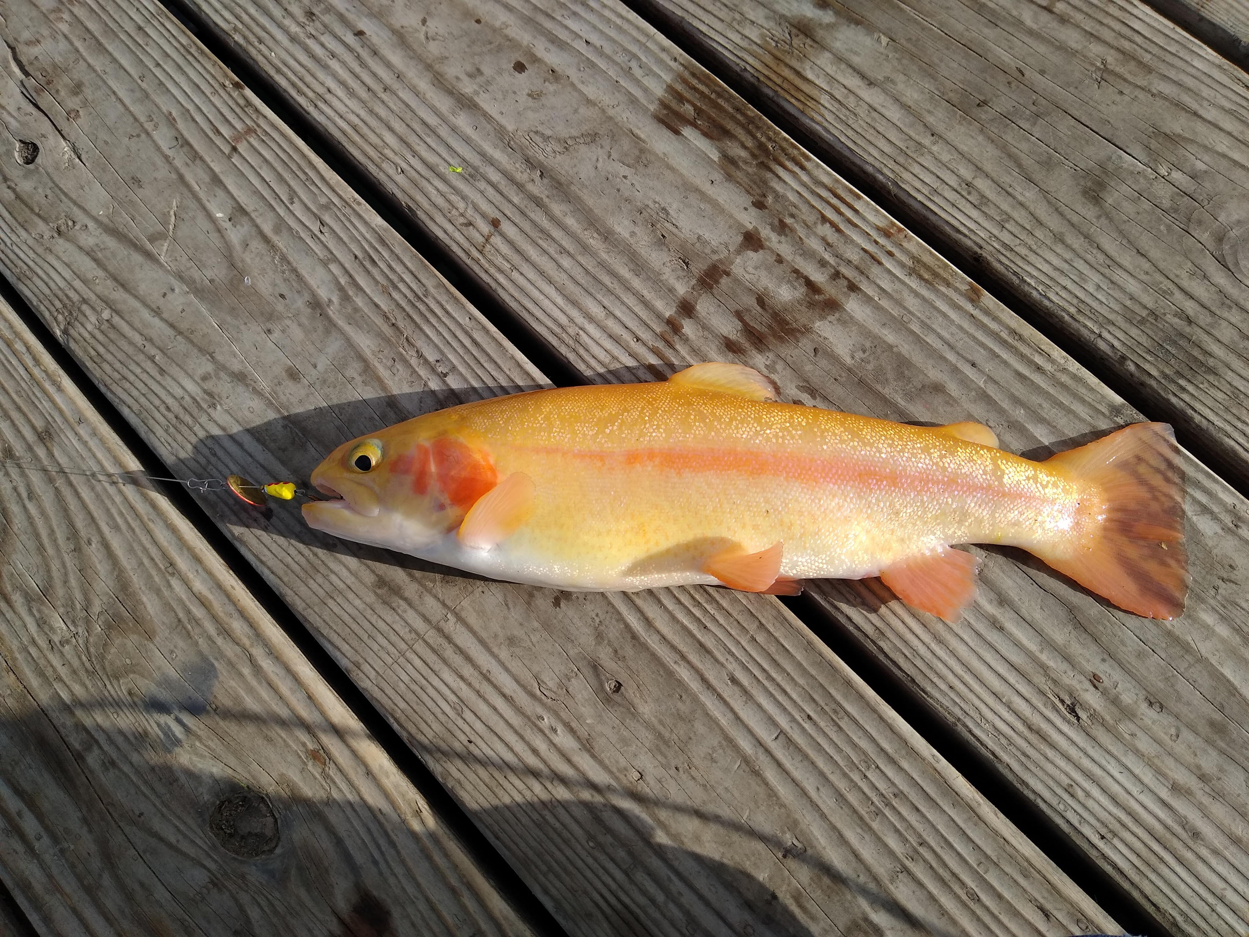 Idaho Palomino Trout. Caught jigging a Panther Martin off the dock. r