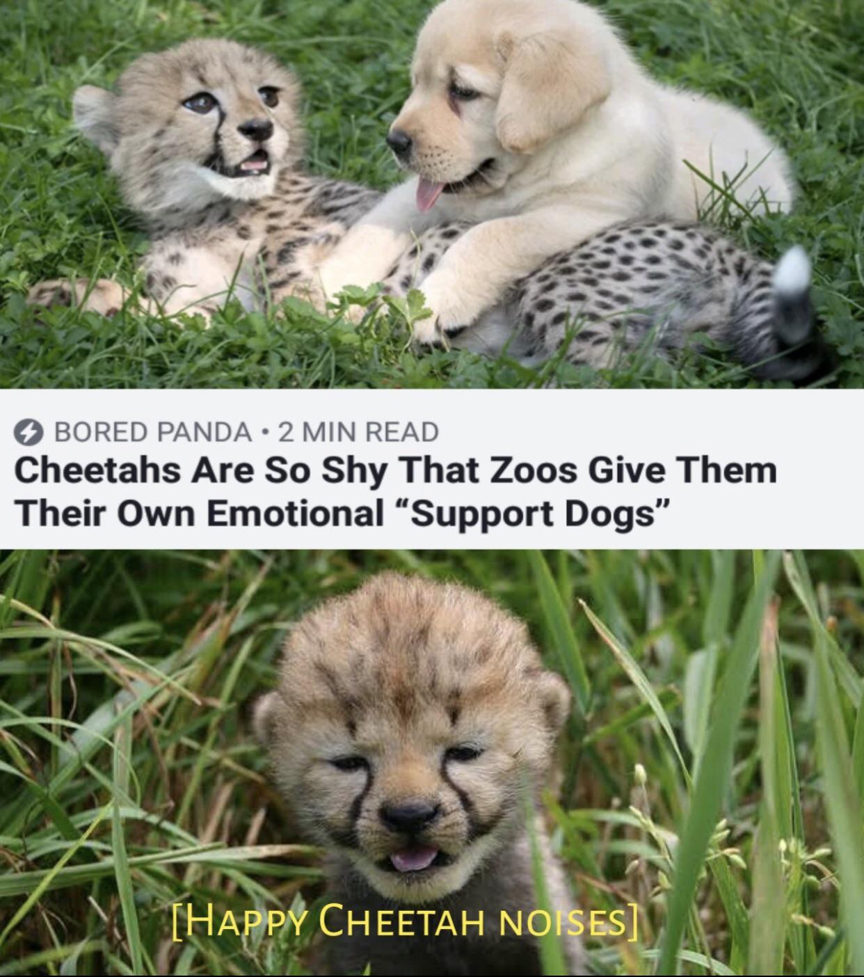 Cheetahs and dogs r/MadeMeSmile