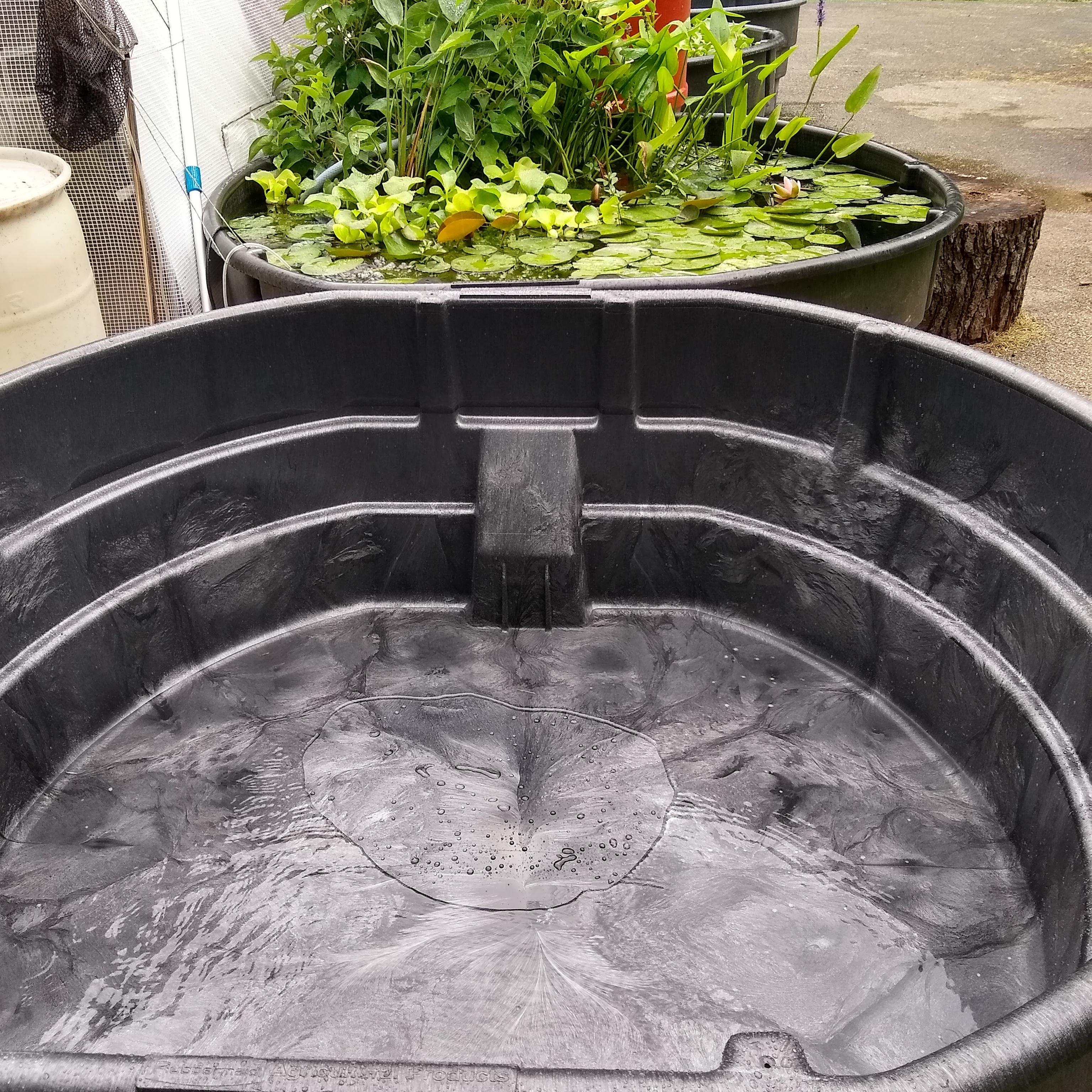 1200 gallons more pond space! 4, 300 gallon ponds dropped off today