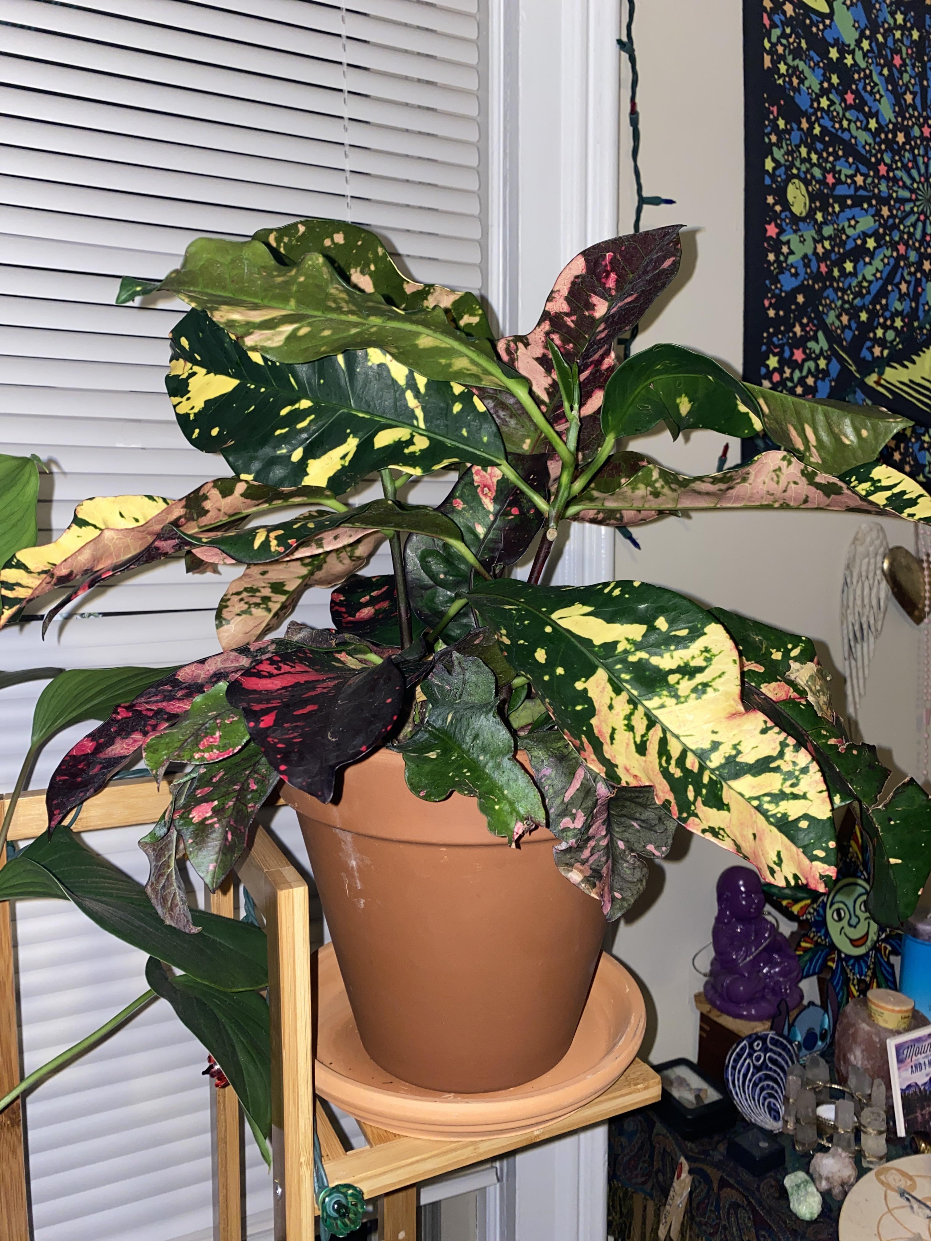How to revive my drooping / wilting croton? r/houseplants