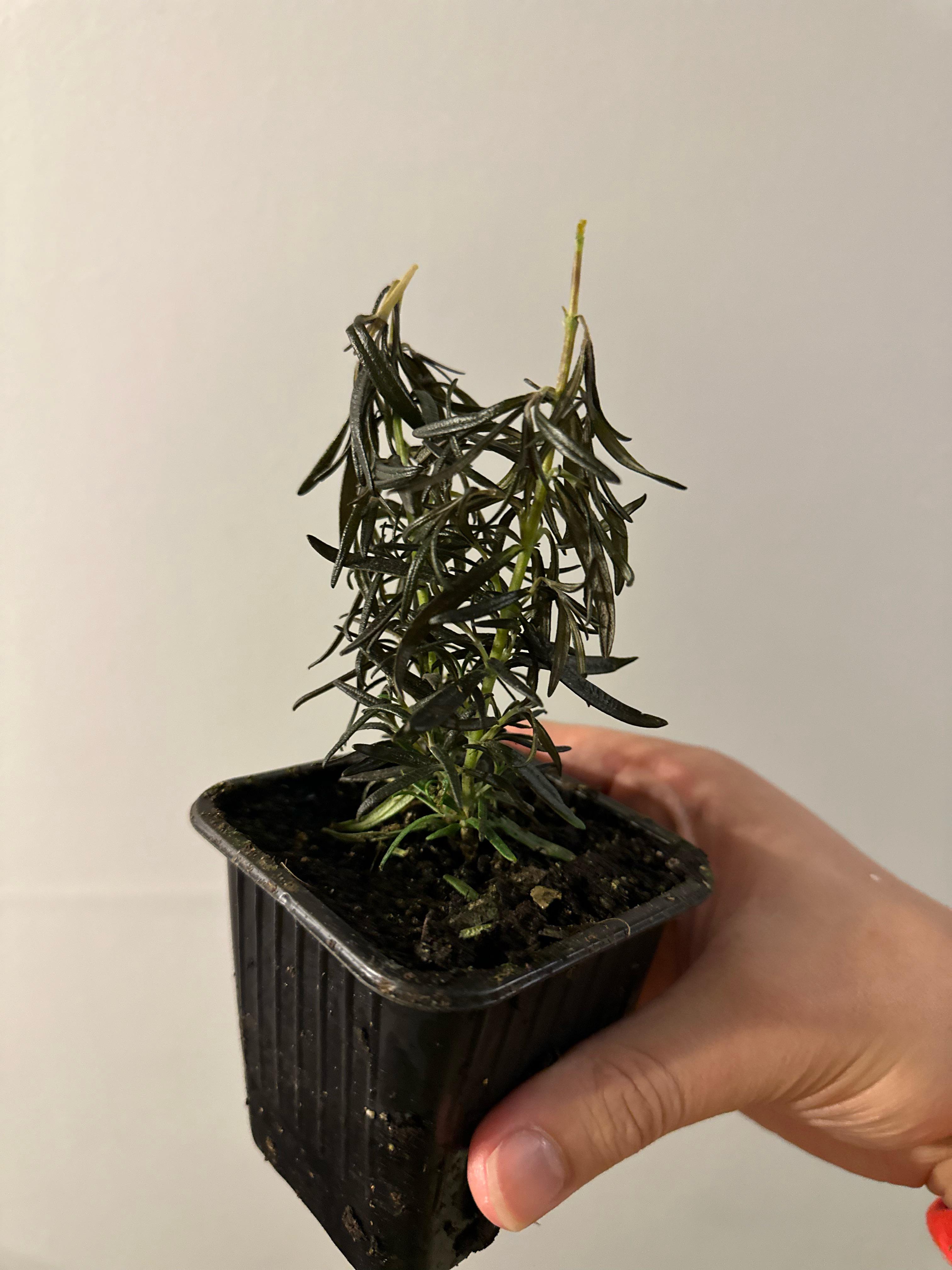 Rosemary turned brown r/herbs