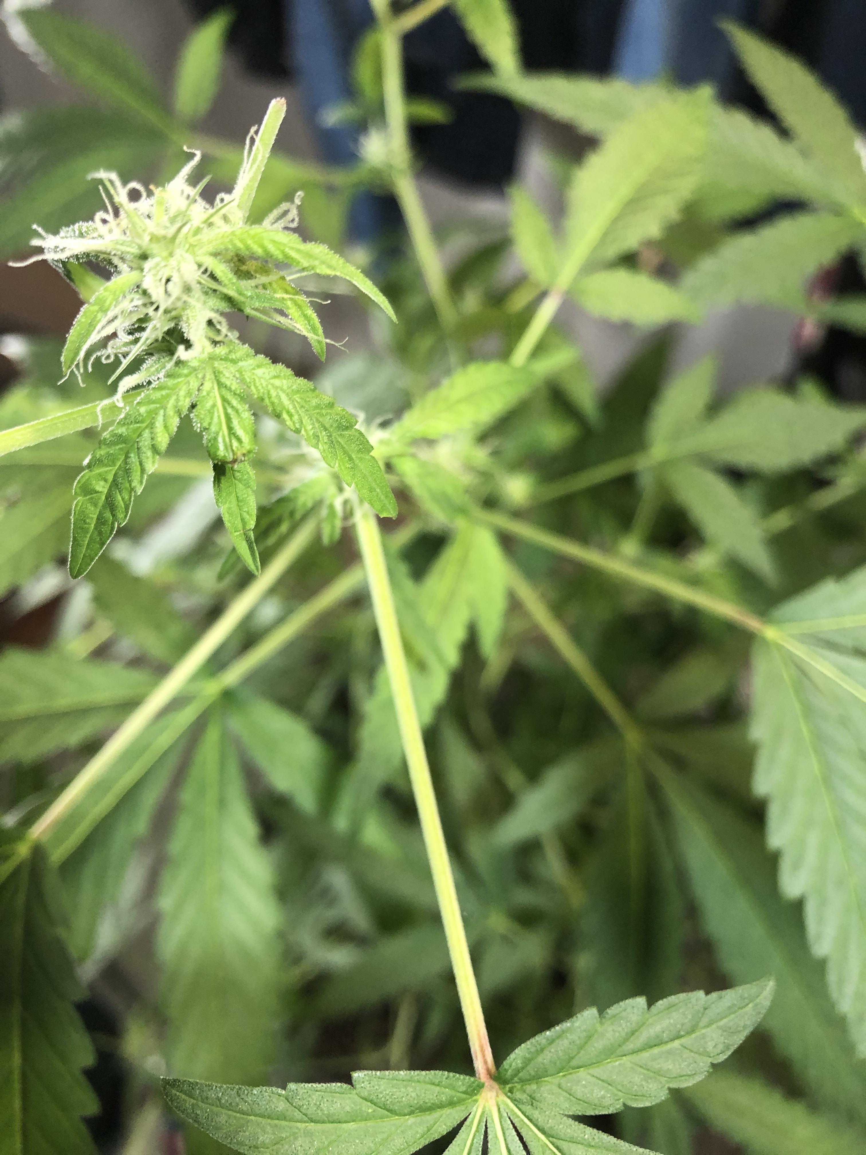 First grow how is it looking? Why is the stem turning red on that leaf