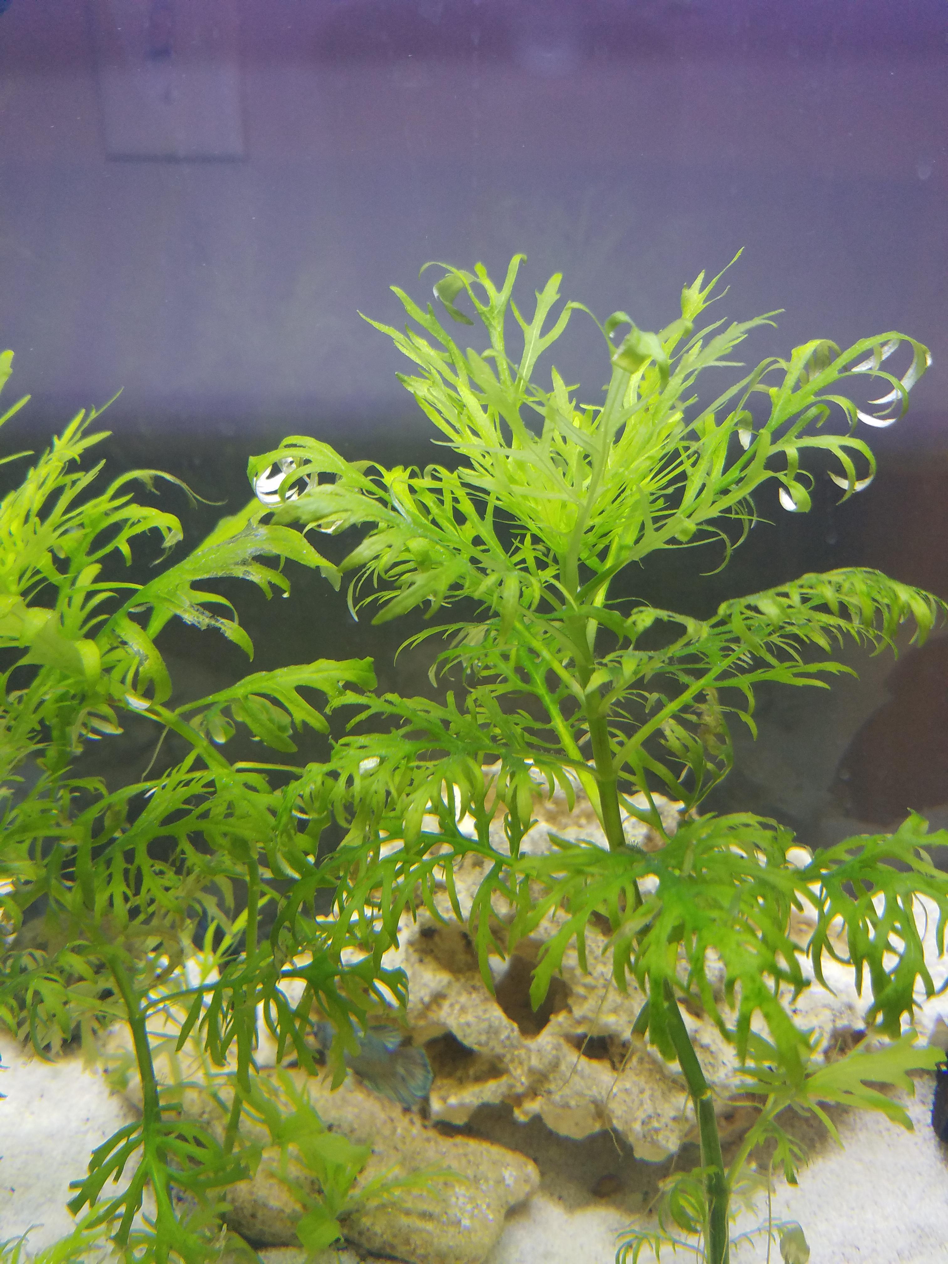 My water wisteria is curling and turning translucent and rotting, and