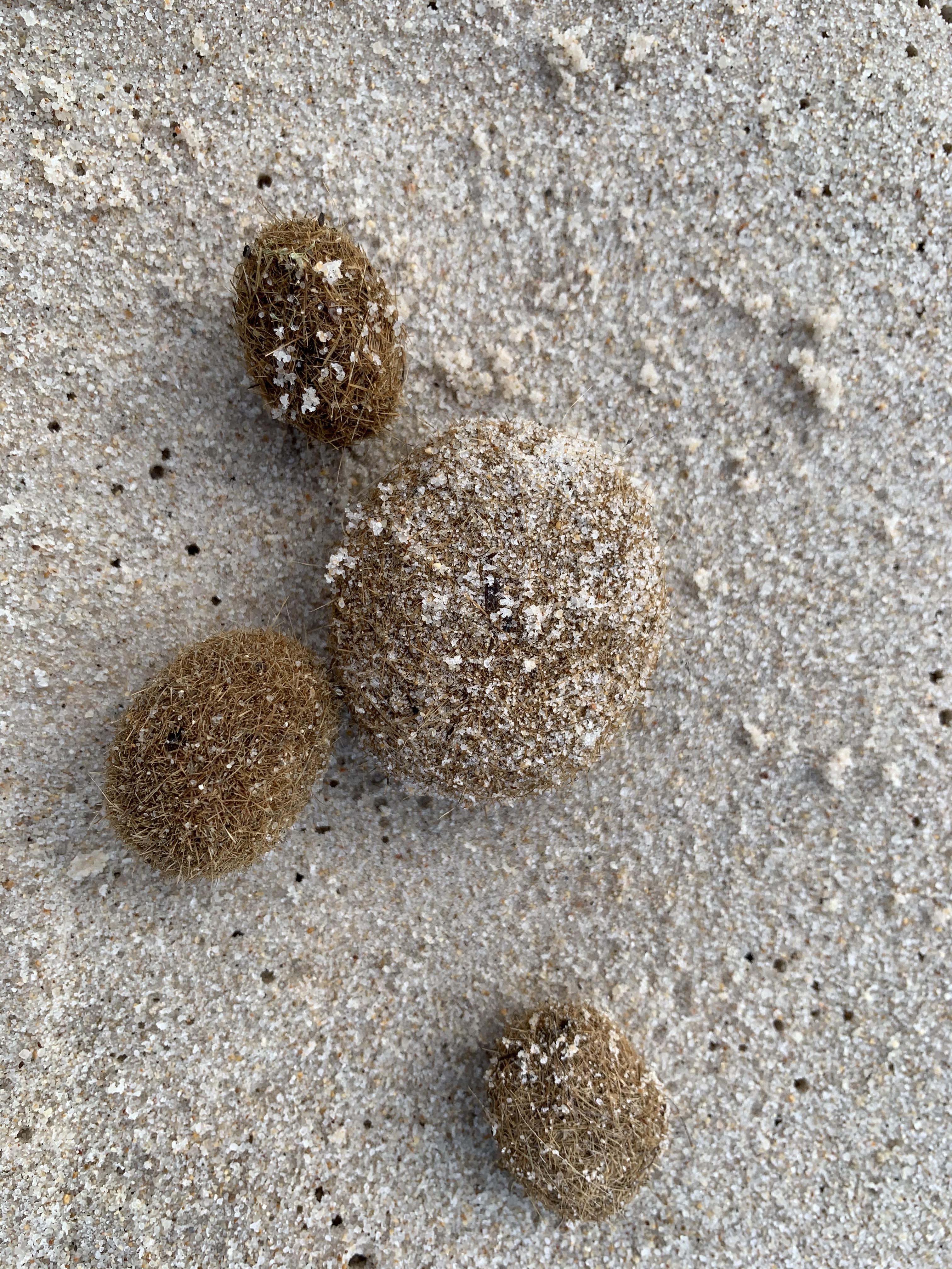 Found this « moss balls » on the beach in Cannes, France. Like cat hair