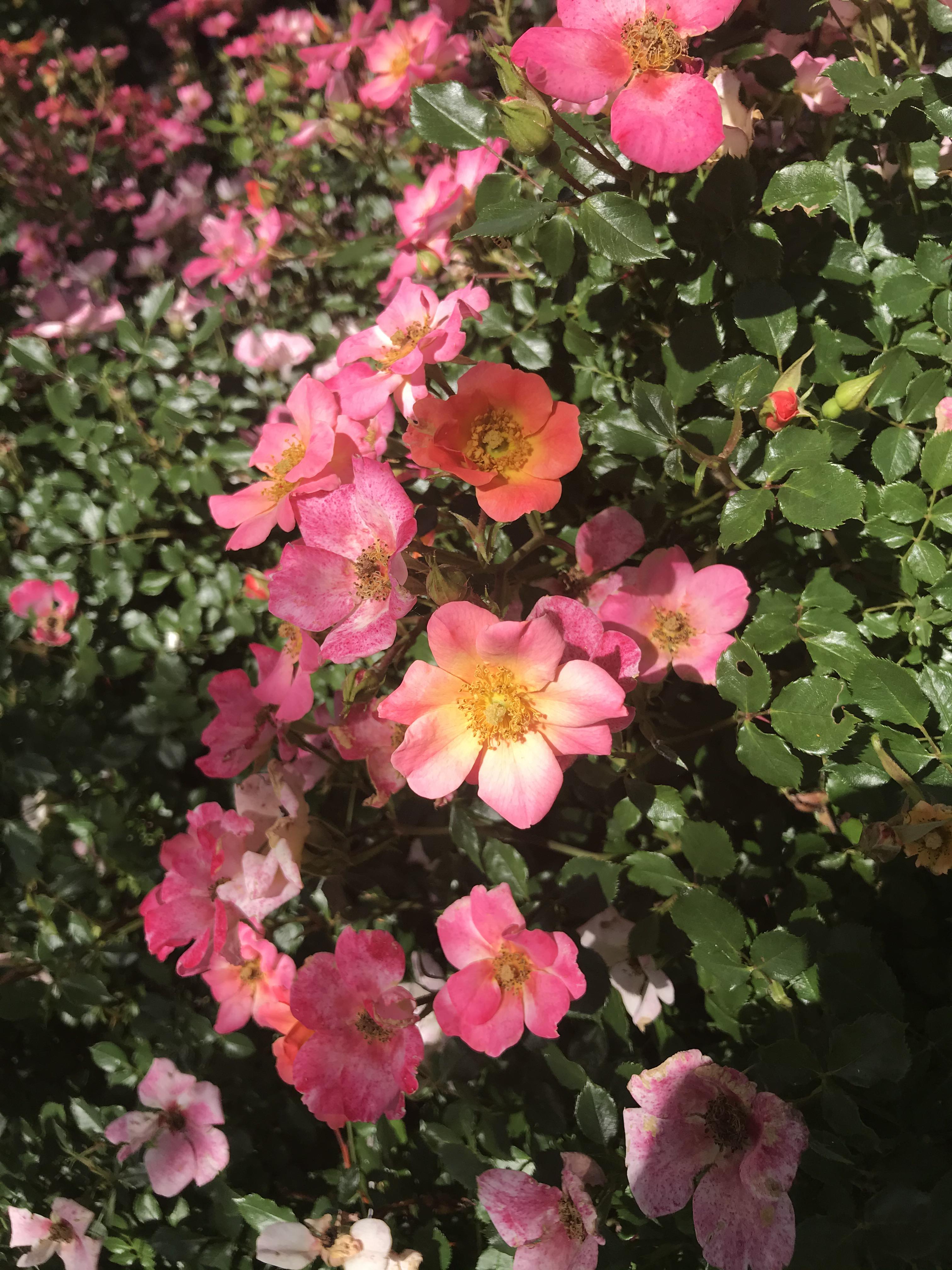 The most beautiful little flowers r/plants