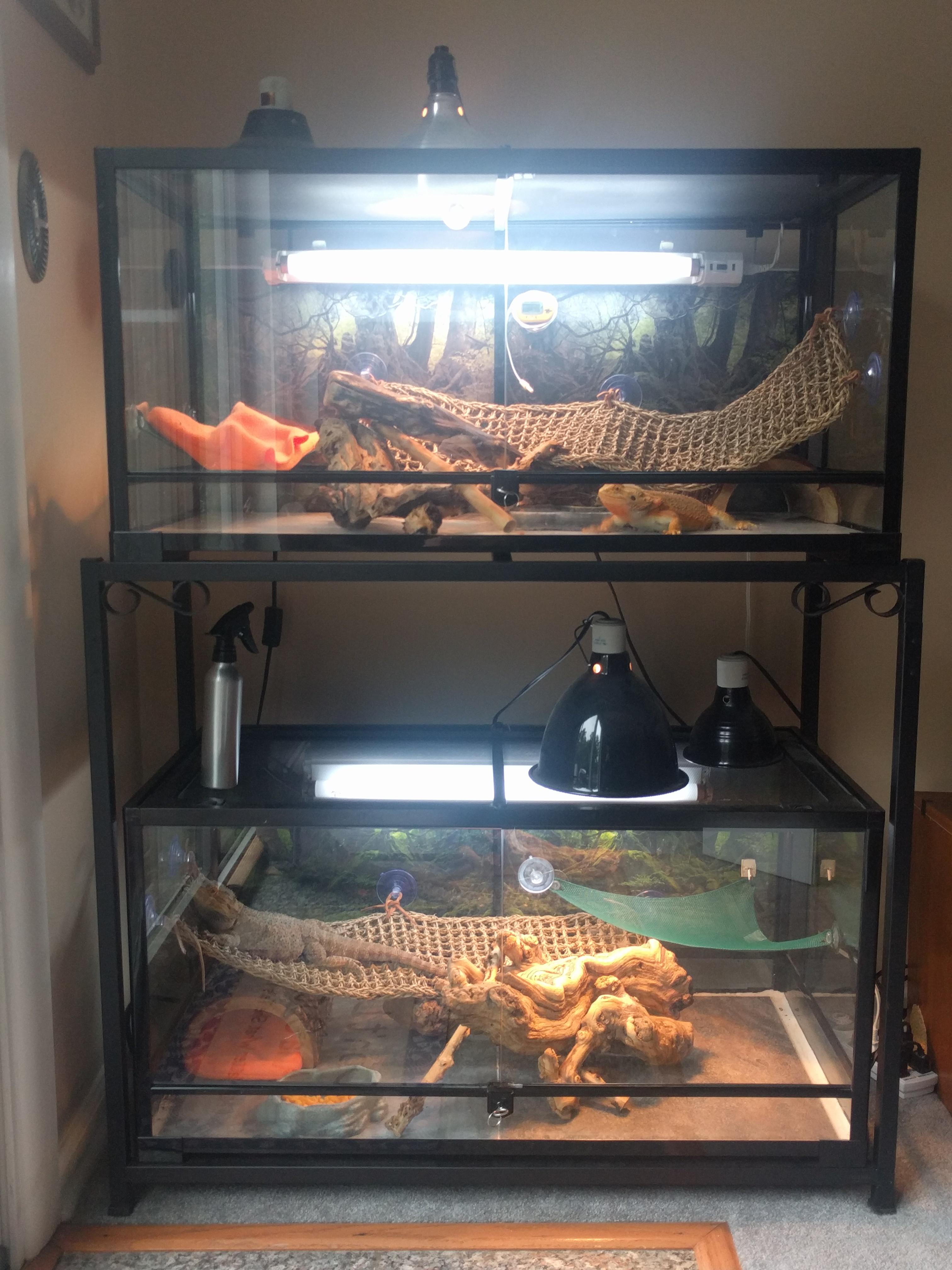 Tank with a dragon's beard is standing