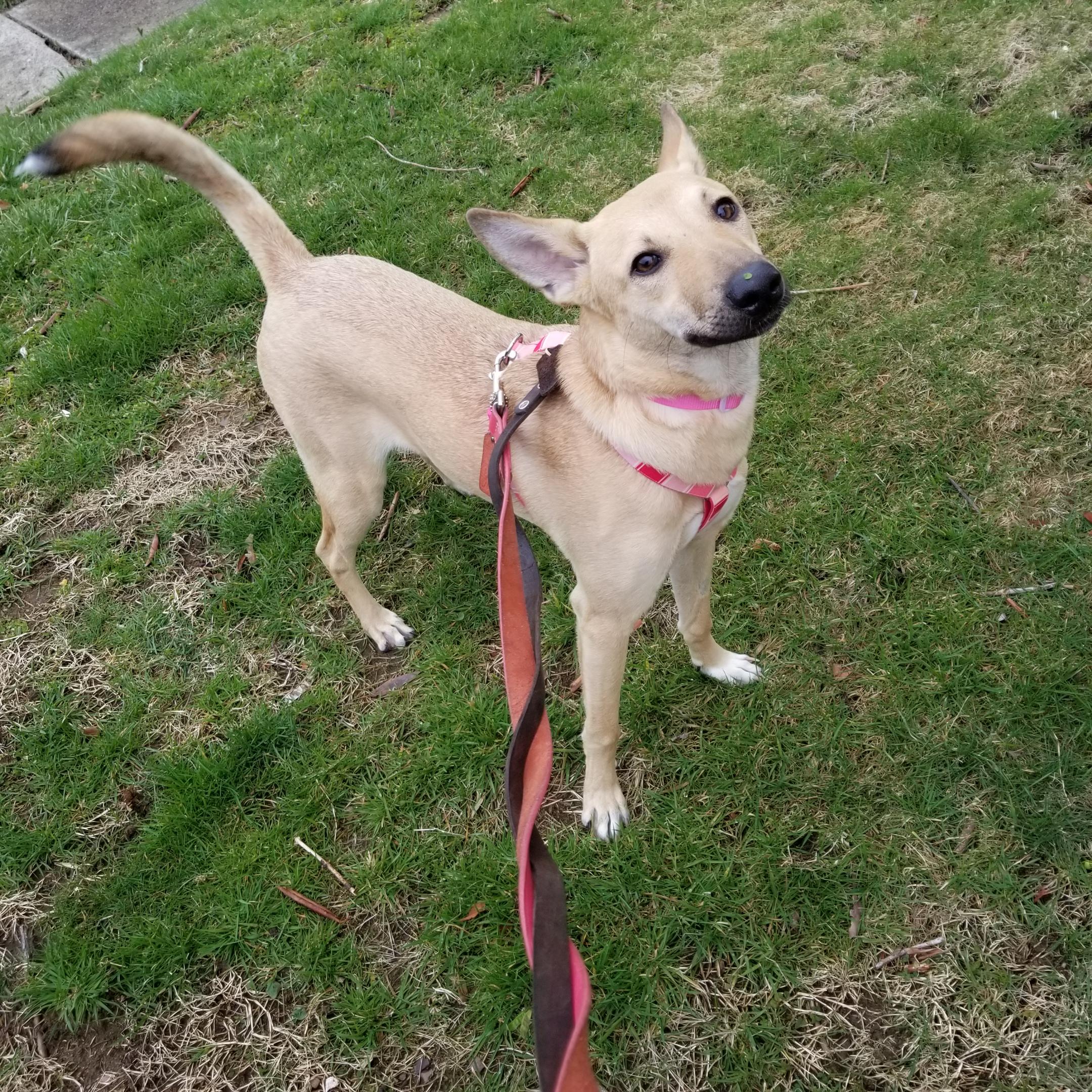 Are Mother Dogs Sad When Their Puppies Are Taken Away