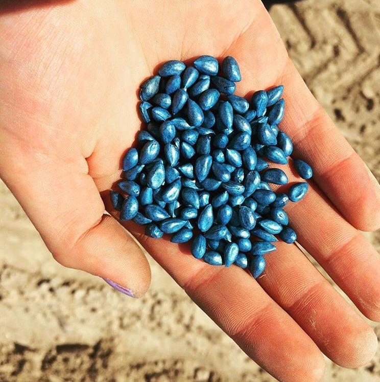 These cotton seeds. Picture taken during planting season in the