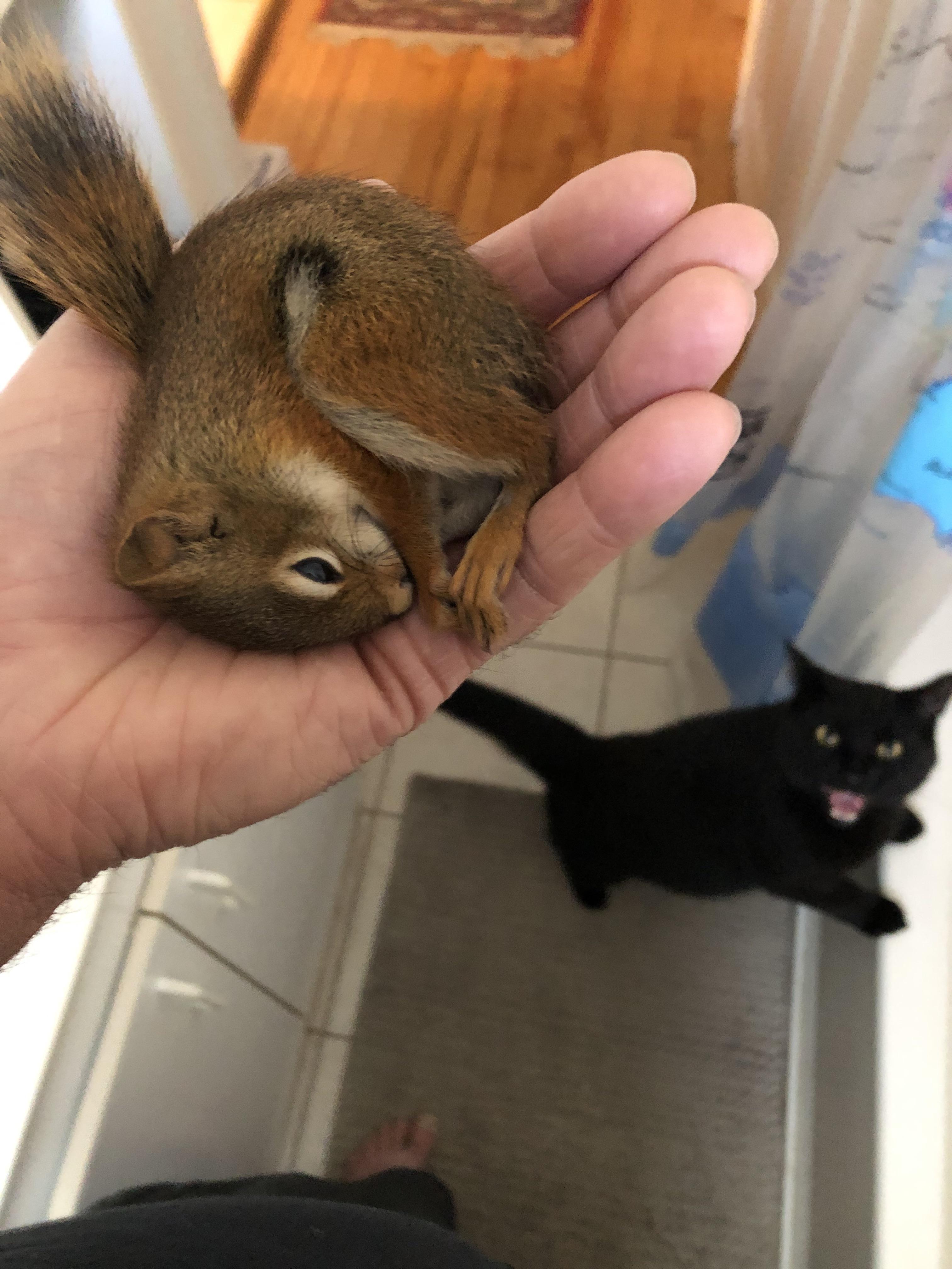 I saved this little squirrel but my cat wasn’t very pleased… r/funny