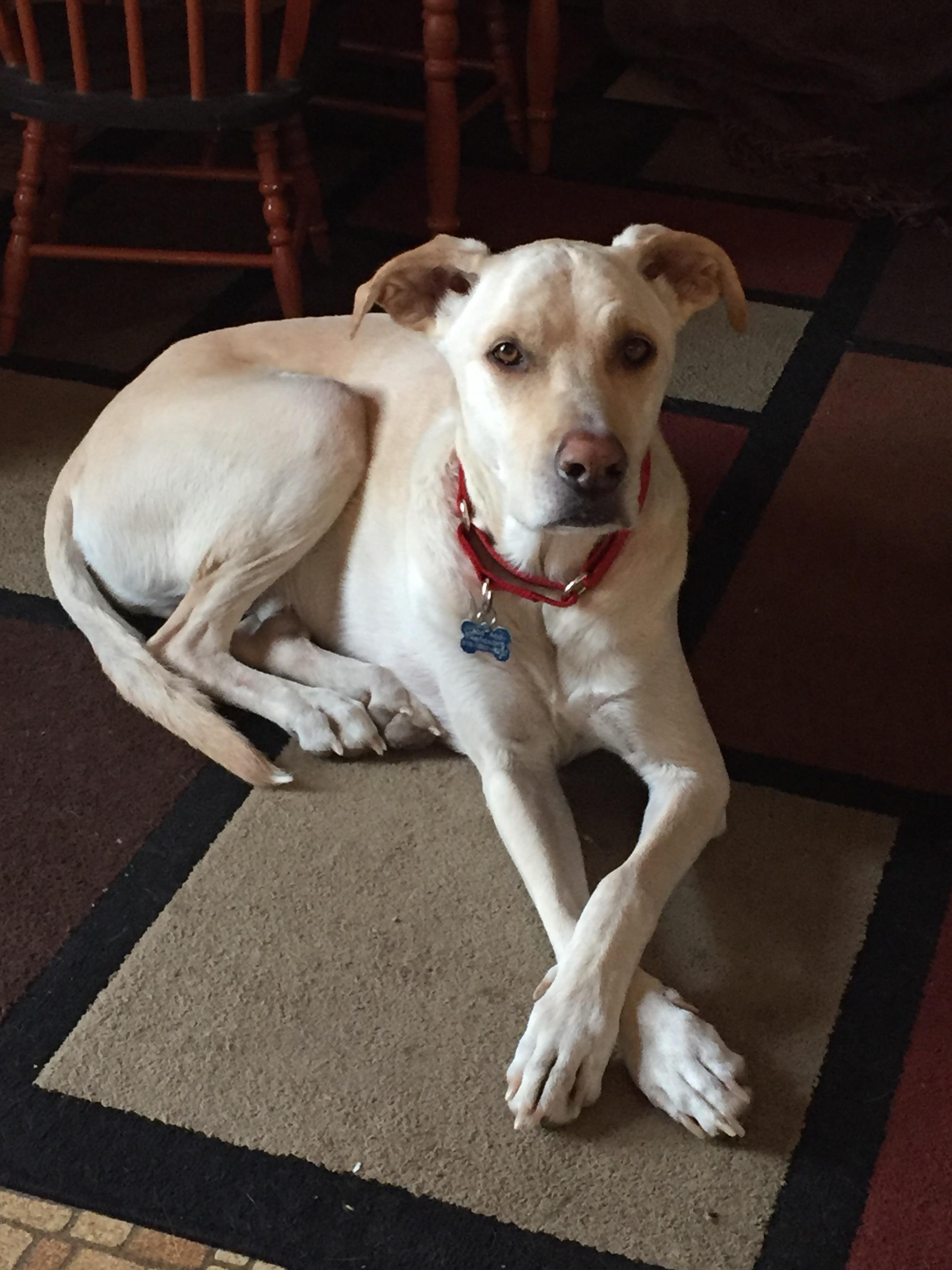 Meet Dallas. He’s a 7yo labgreyhound mix. His owner went into hospice