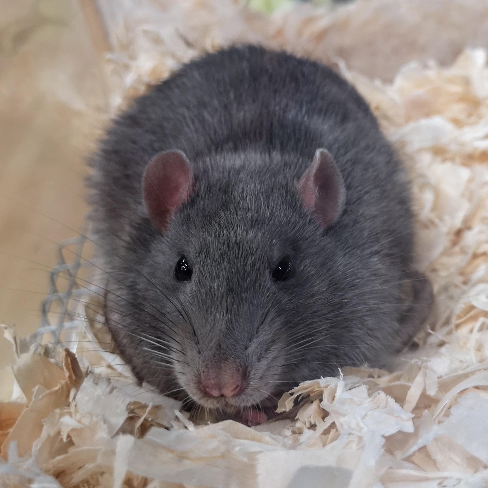 Stunning Russian Blue Rat r/RATS